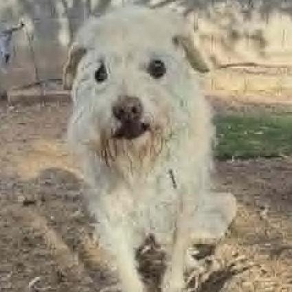 BODDA, a ADOPTABLE Border Terrier in Marana, AZ image 5/5