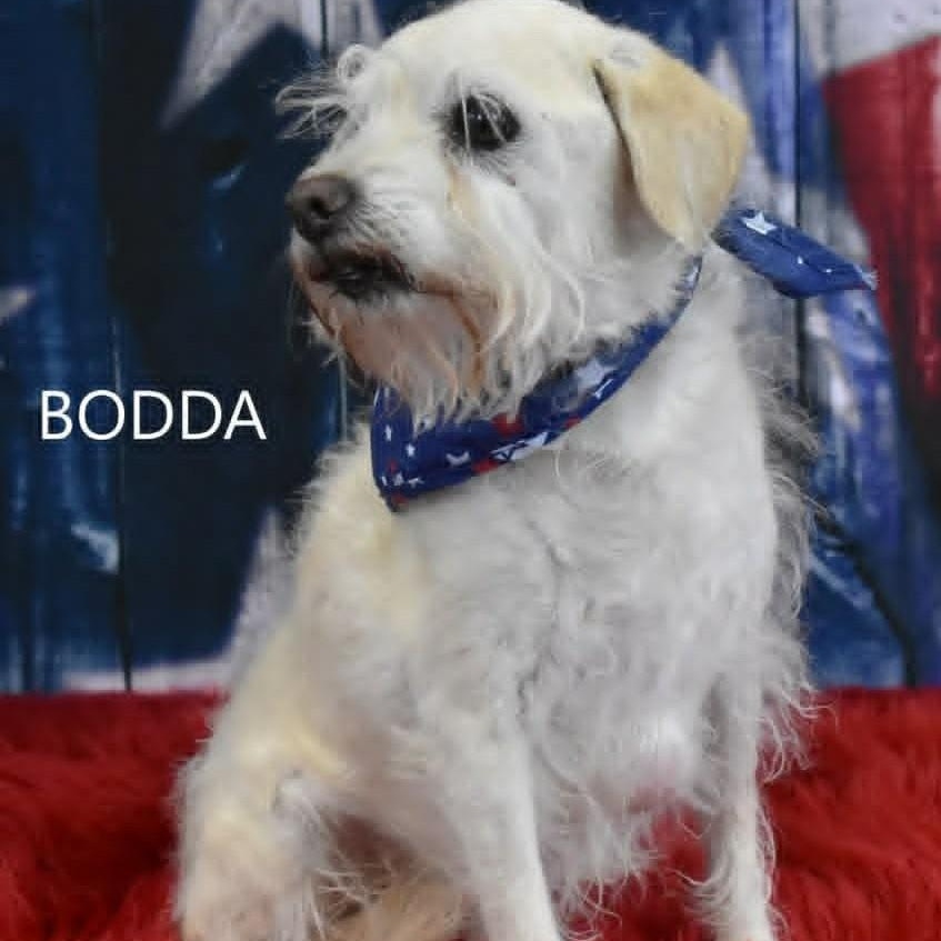 BODDA, ADOPTABLE, Adult Male Border Terrier.