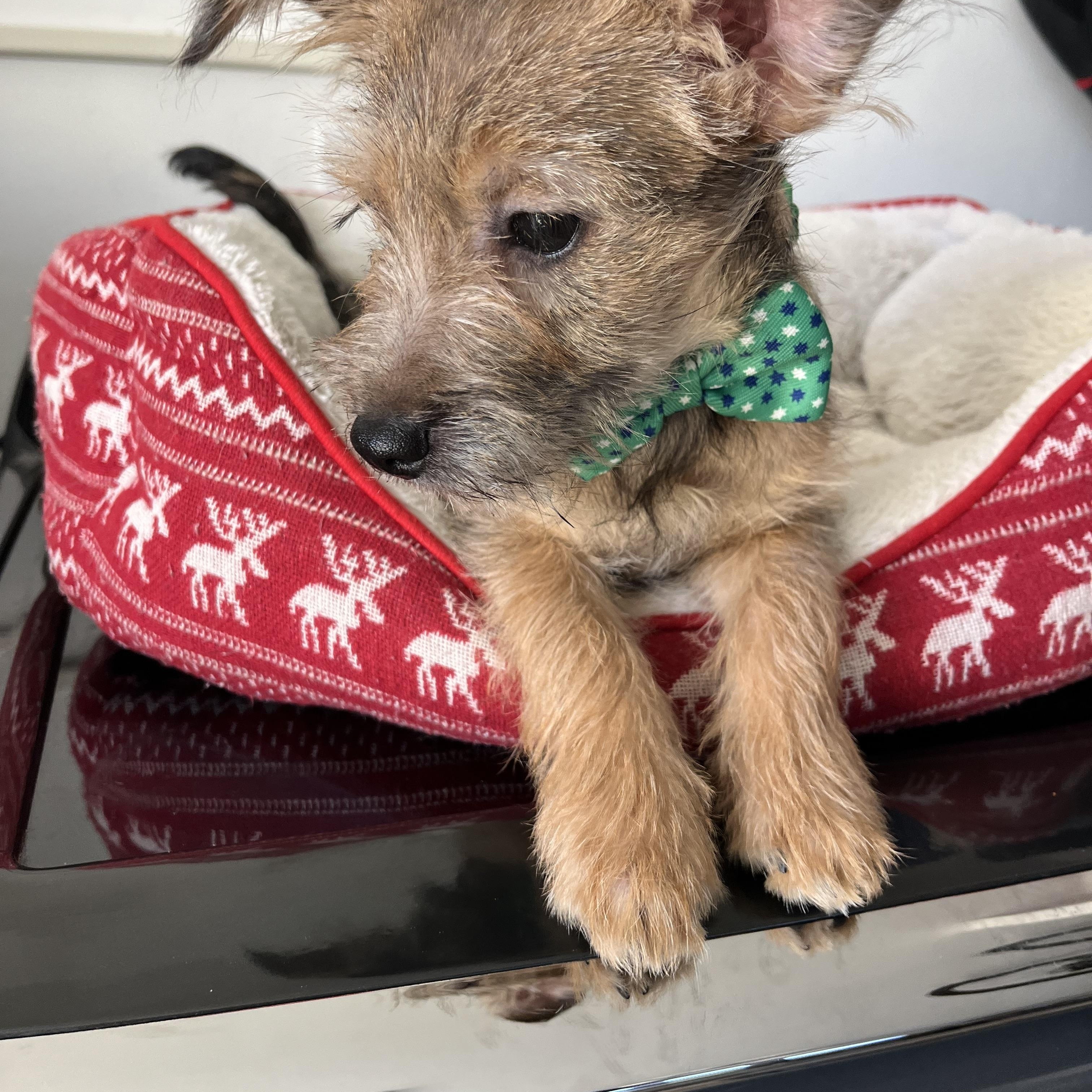 Enlarge Milan, a ADOPTABLE mixed breed in Poway, CA image 3/4