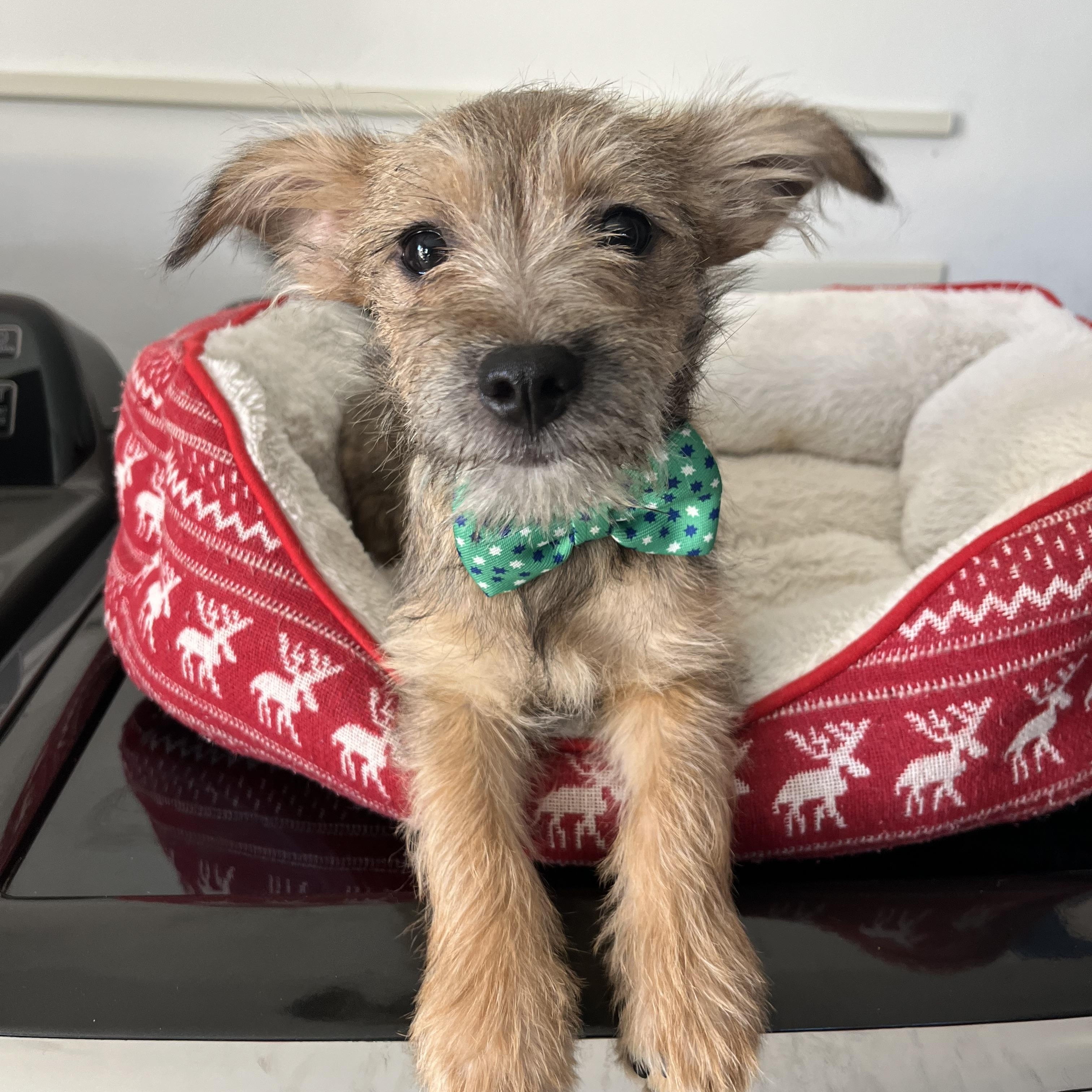 Milan, ADOPTABLE, Puppy Male Schnauzer & Chihuahua.