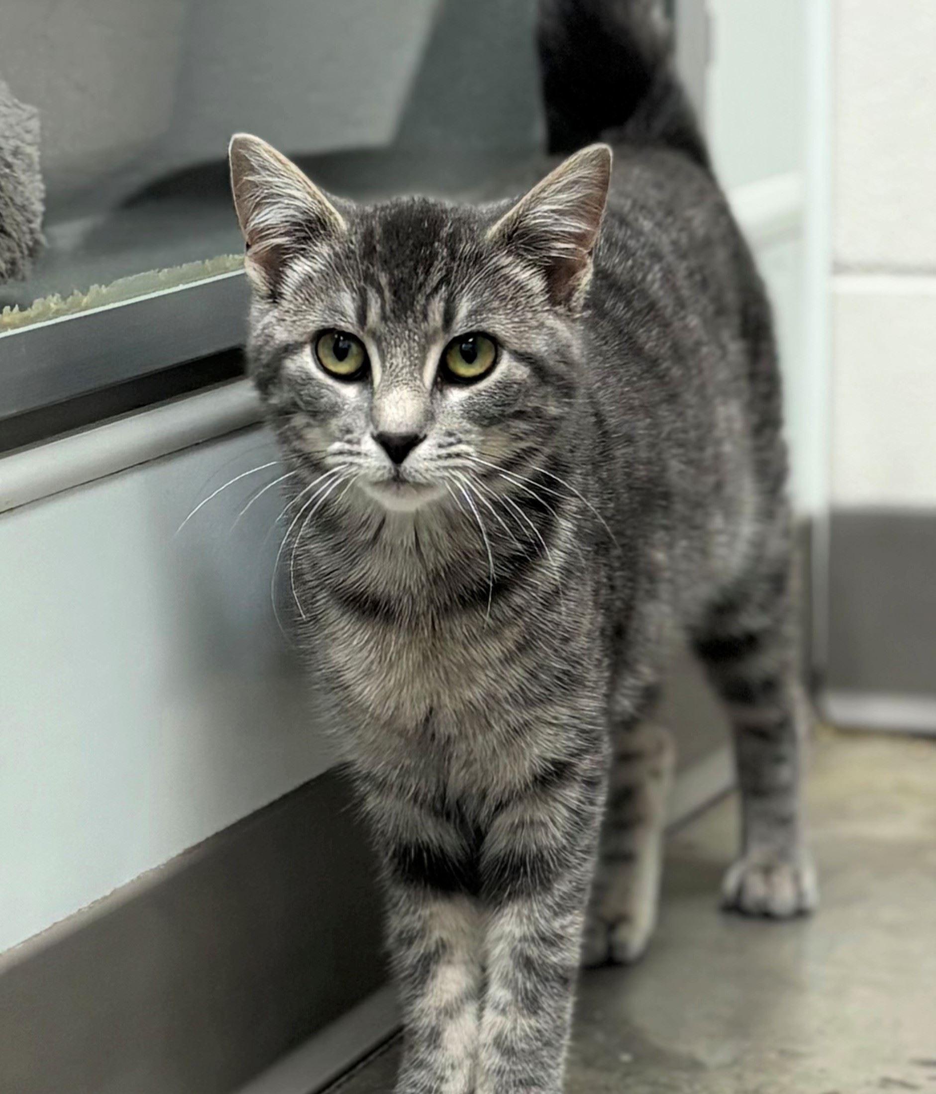 Shuffle, ADOPTABLE, Young Female Domestic Short Hair.