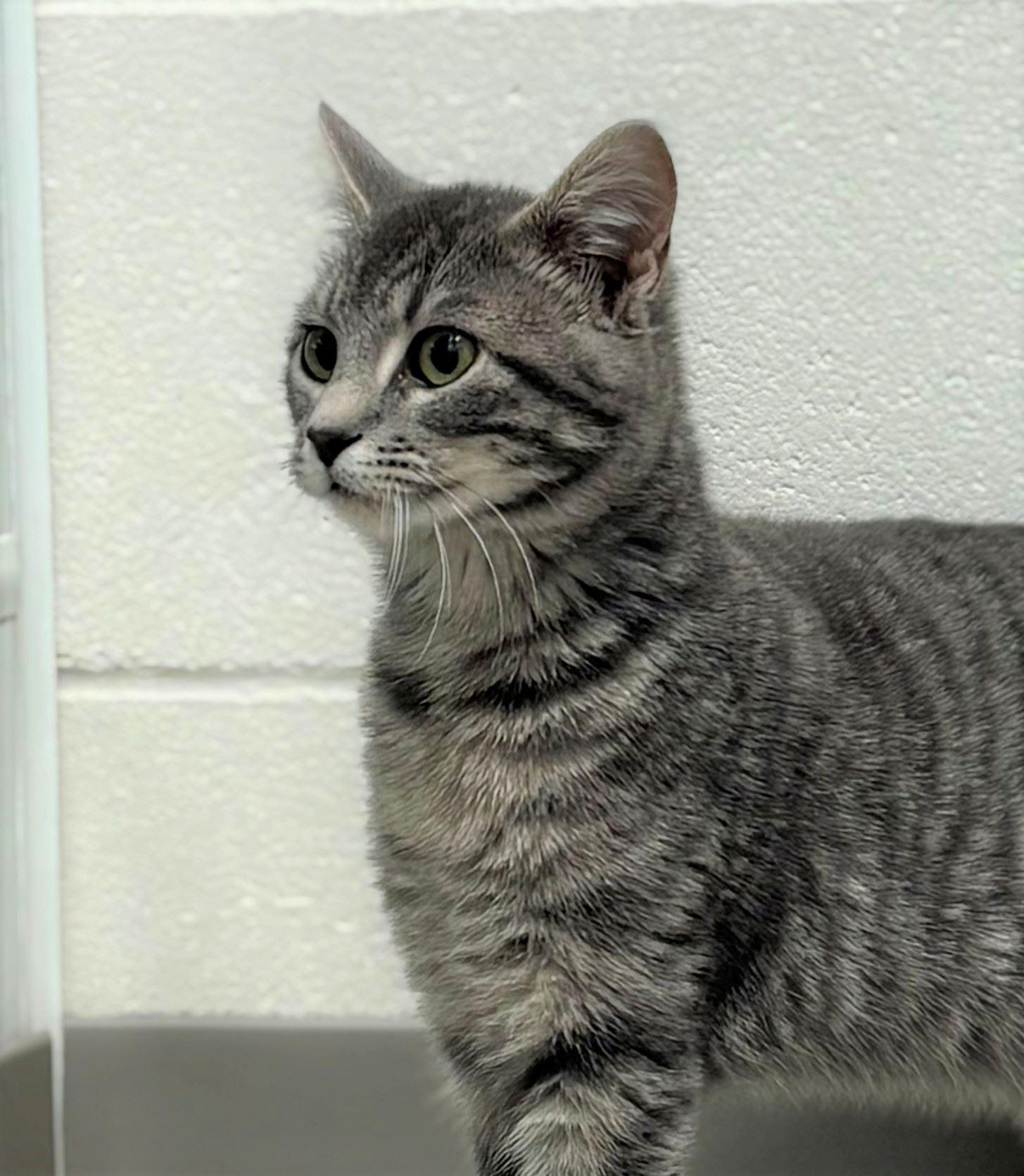 Enlarge Shuffle, a ADOPTABLE Domestic Short Hair in Iowa City, IA image 2/2