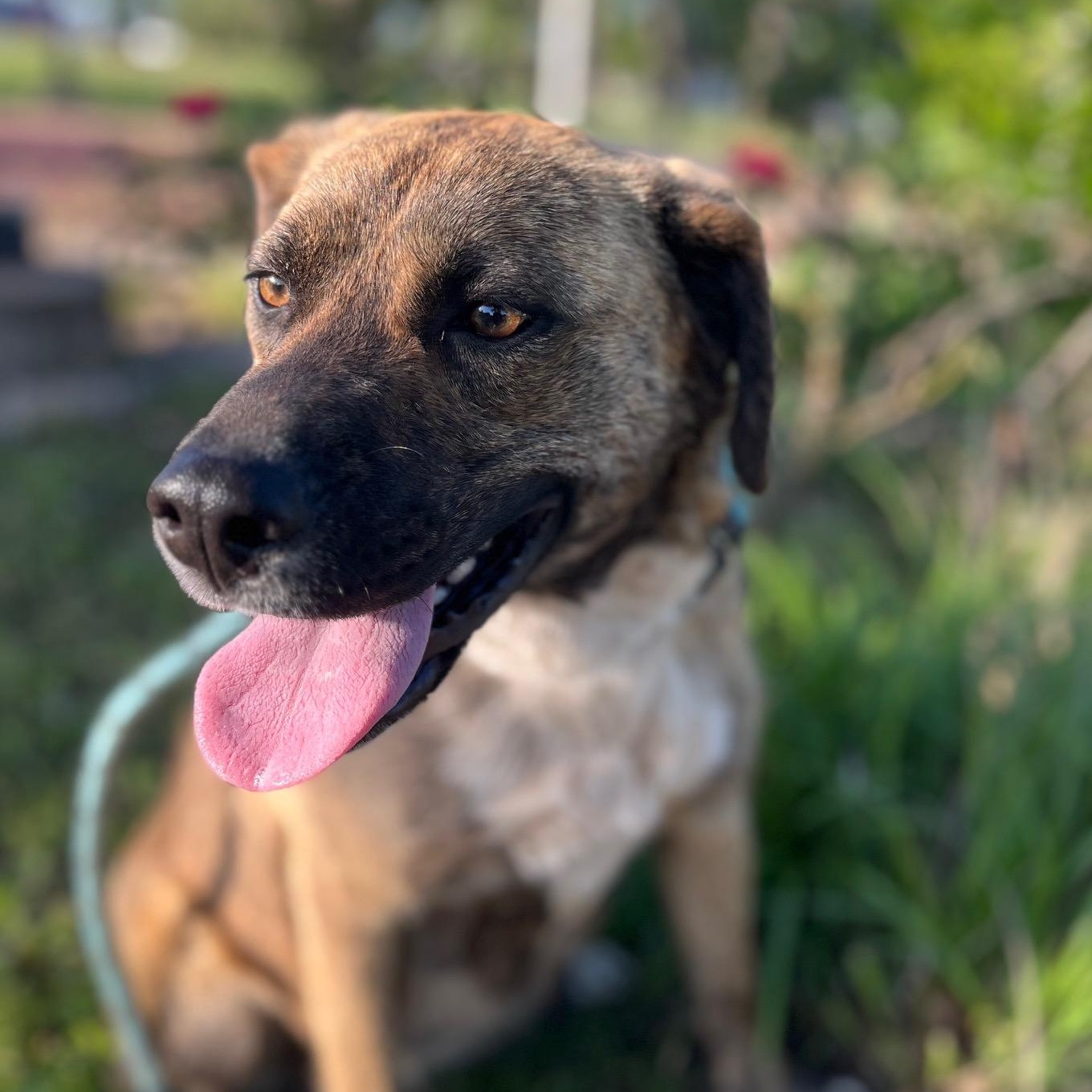 Enlarge Lulu, a ADOPTABLE mixed breed in Albany , NY image 1/6