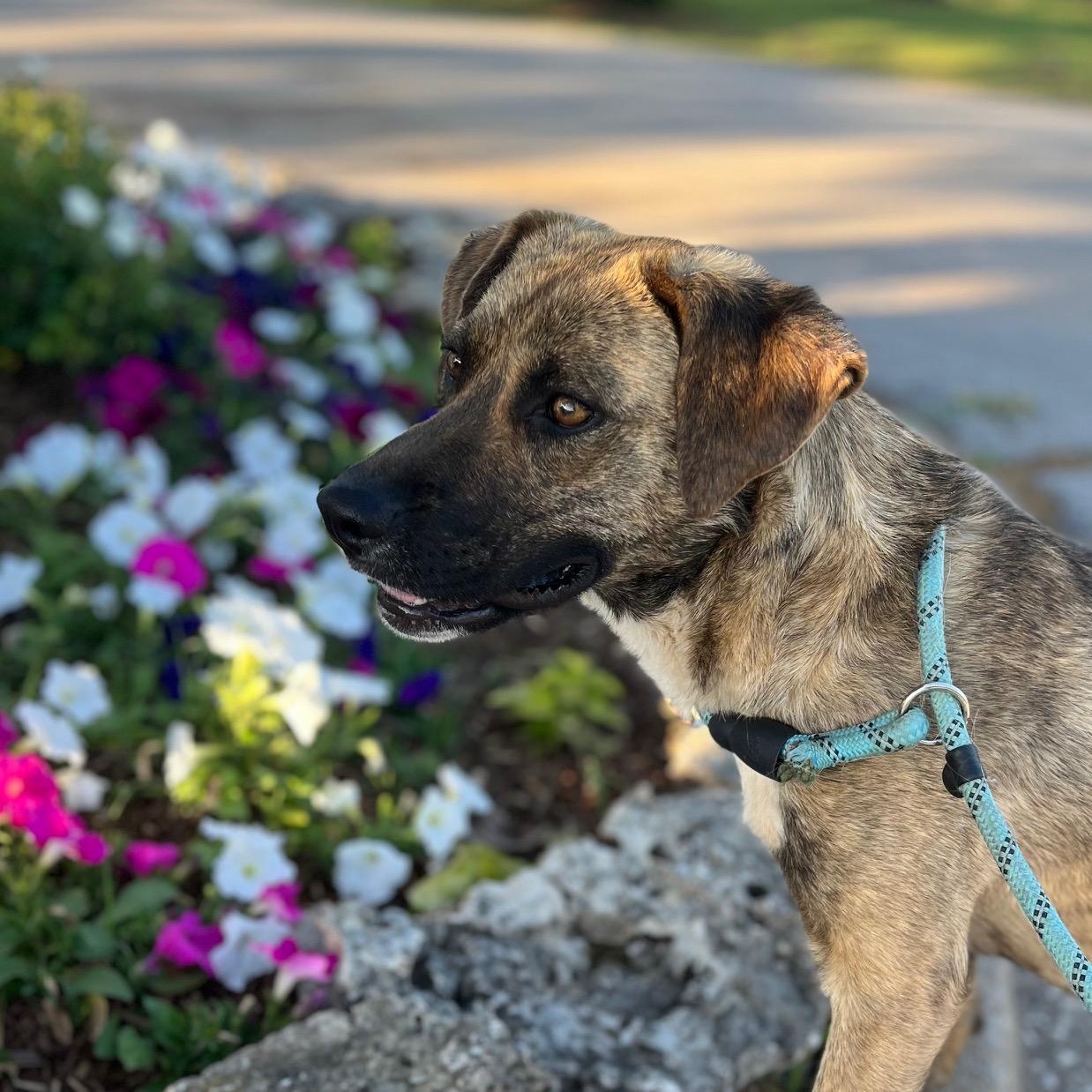 Enlarge Lulu, a ADOPTABLE mixed breed in Albany , NY image 5/6