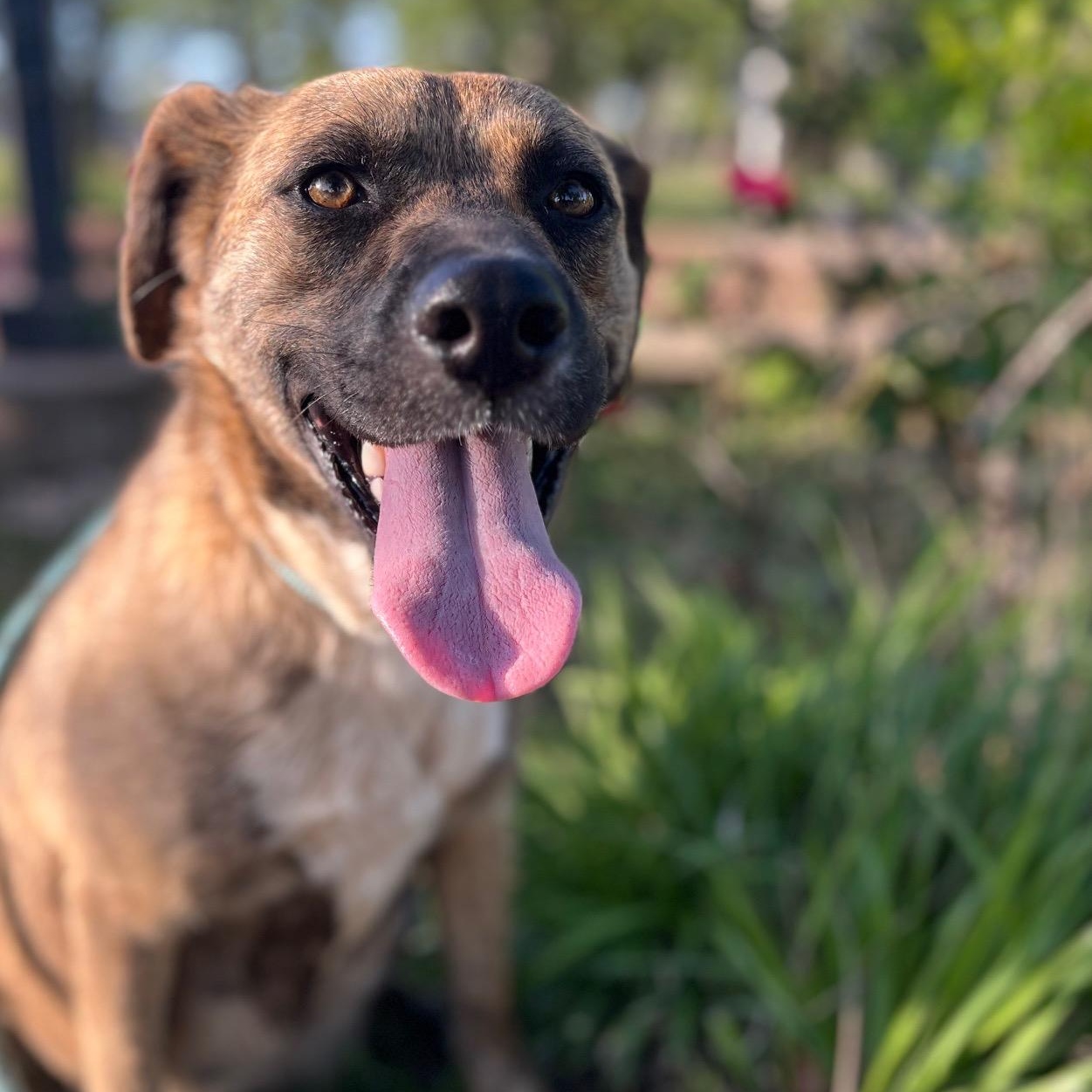 Enlarge Lulu, a ADOPTABLE mixed breed in Albany , NY image 4/6