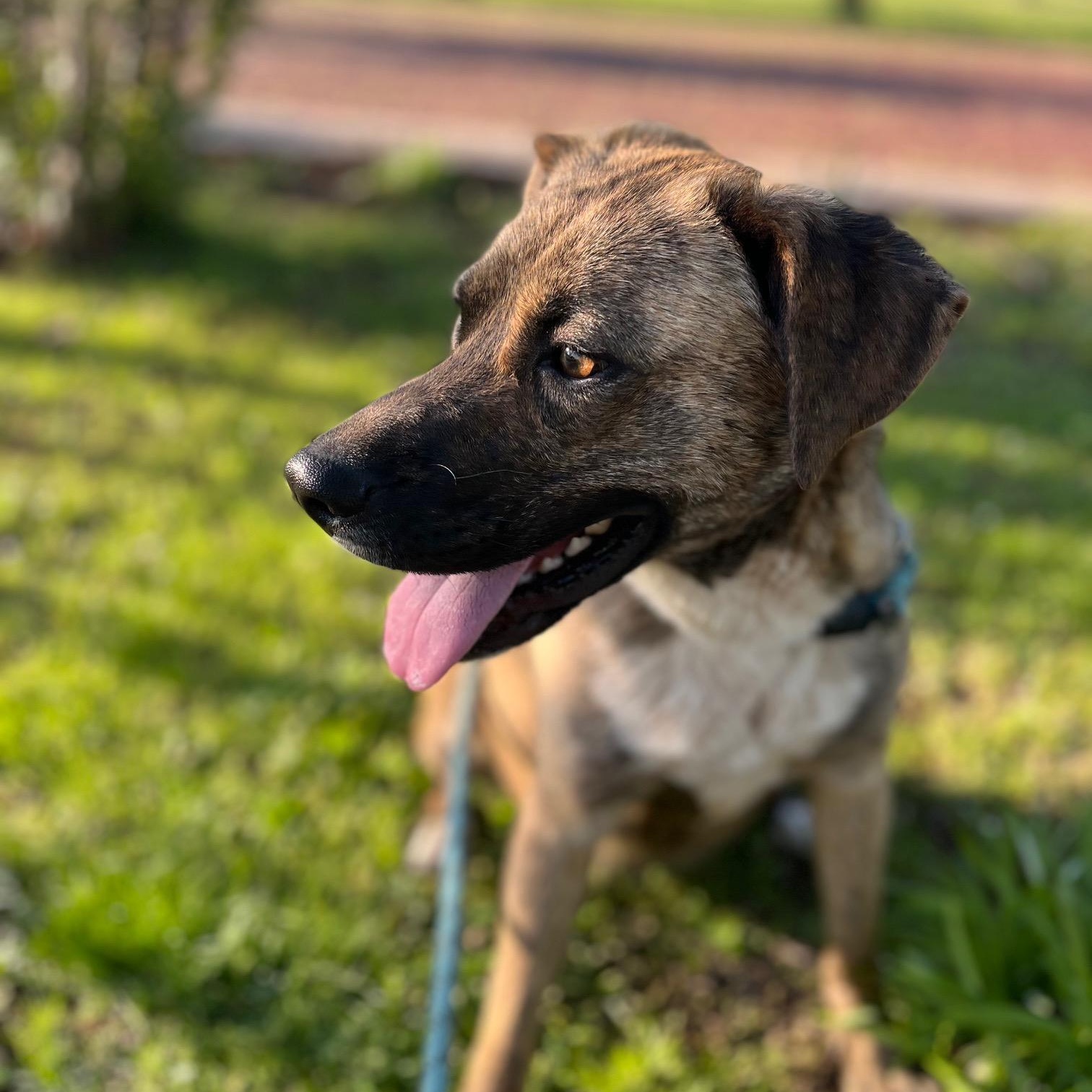 Enlarge Lulu, a ADOPTABLE mixed breed in Albany , NY image 2/6
