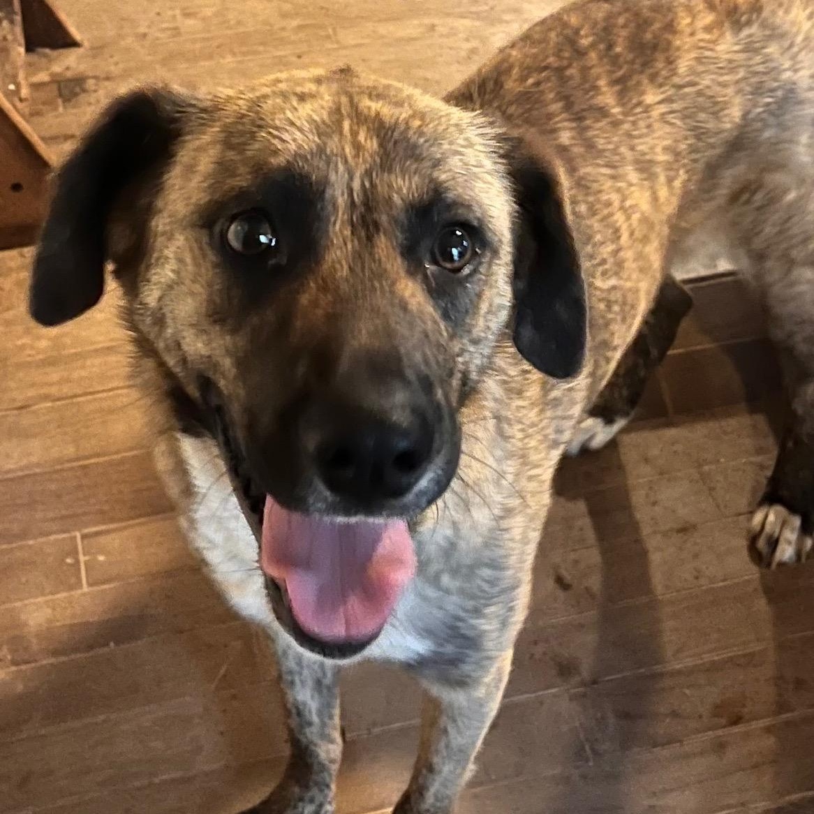 Enlarge Lulu, a ADOPTABLE mixed breed in Albany , NY image 6/6
