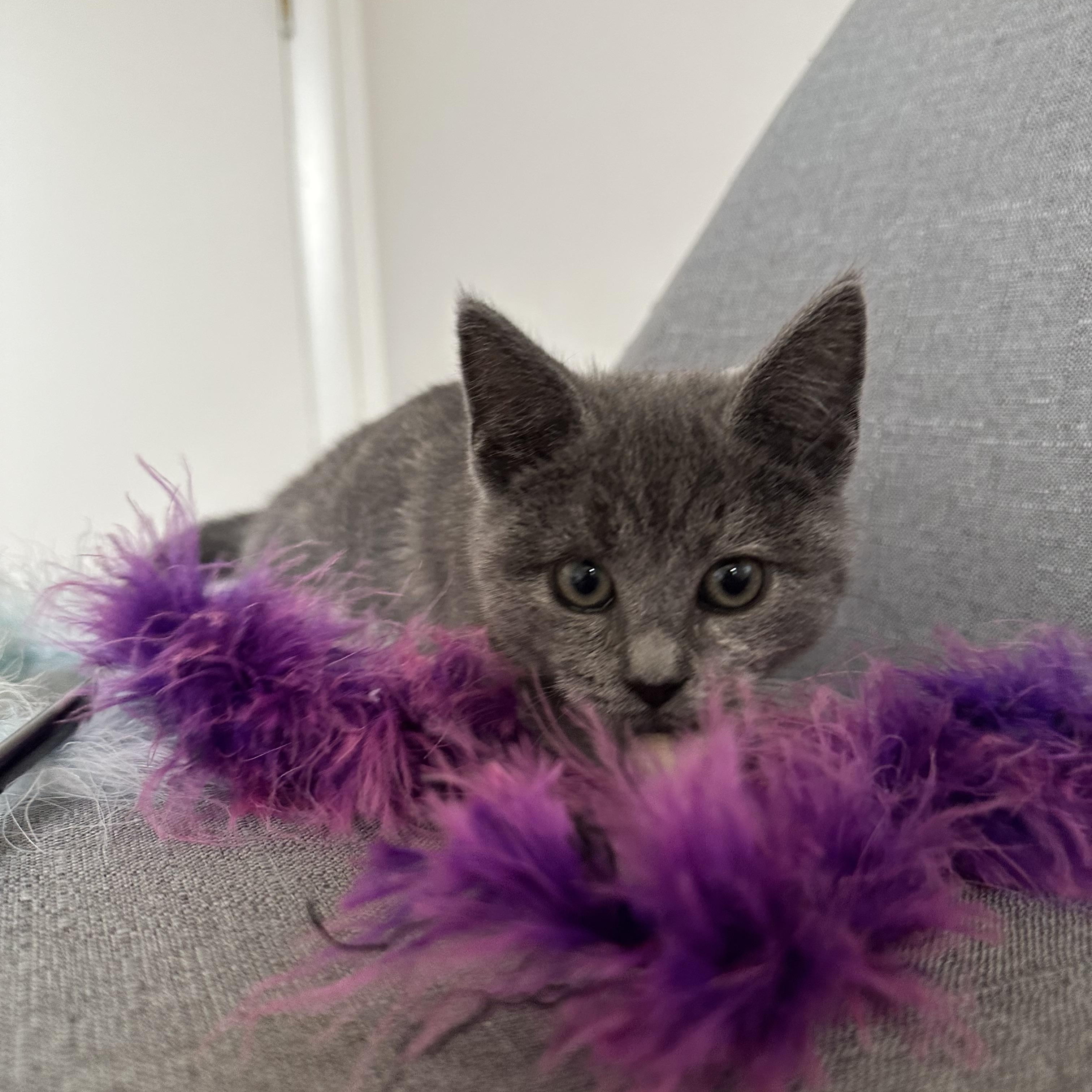 Muffin, ADOPTABLE, Kitten Female Domestic Short Hair.