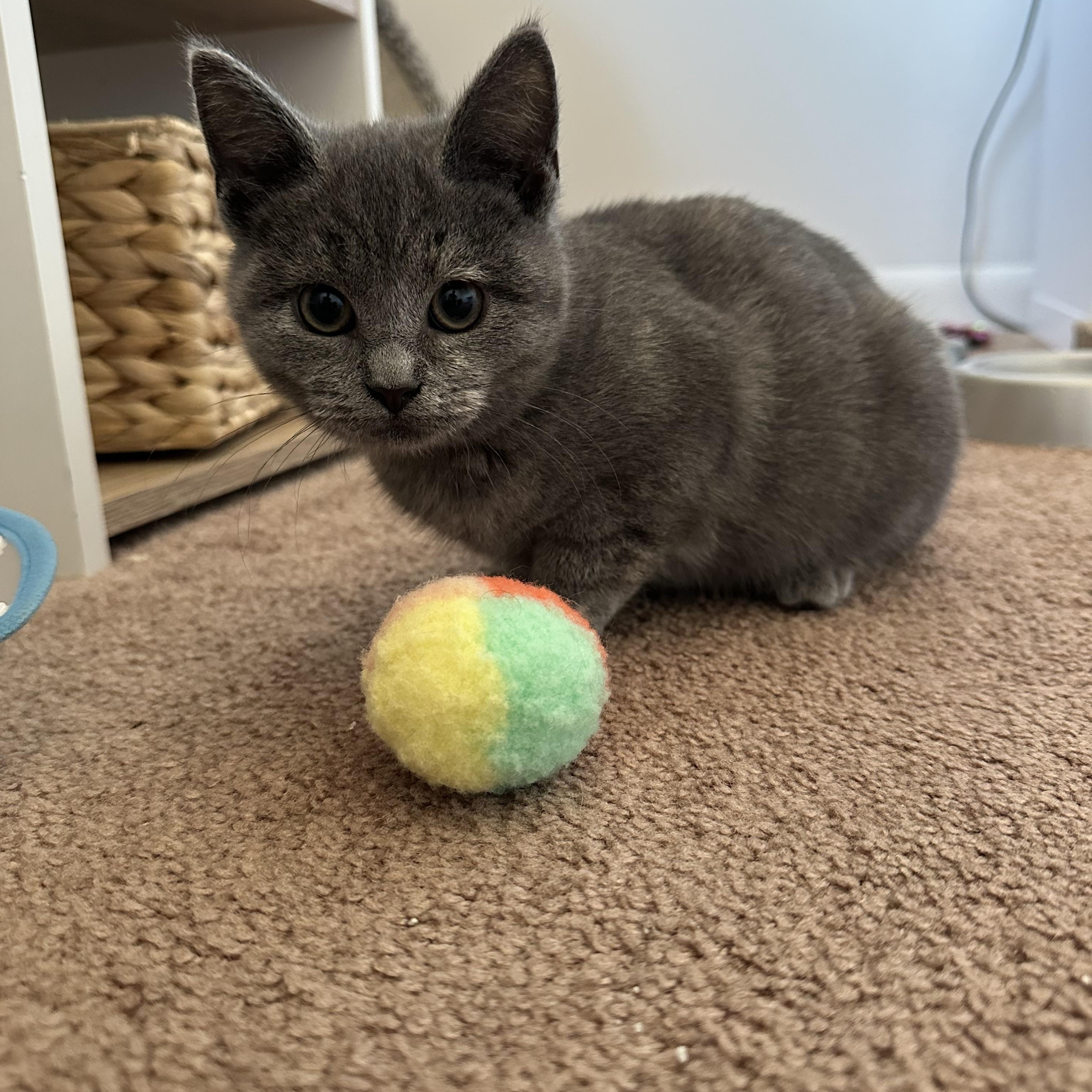 Enlarge Muffin, a ADOPTABLE Domestic Short Hair in Blacksburg, VA image 2/3