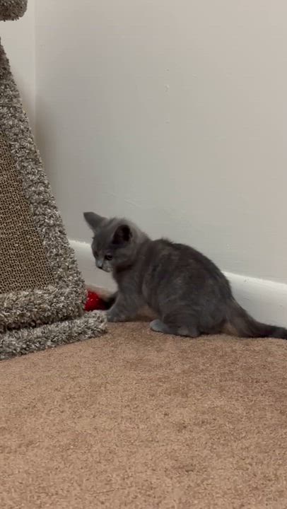 Enlarge Muffin, a ADOPTABLE Domestic Short Hair in Blacksburg, VA video 3/3