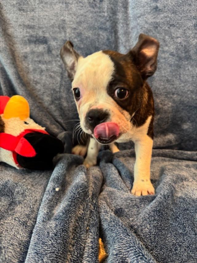 Oliver The Frenchieboston Puppy