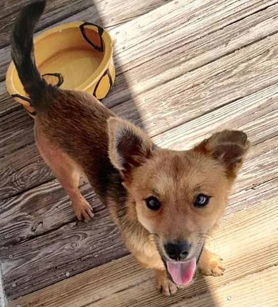 Enlarge Sam, a Adoptable mixed breed in North Fort Myers, FL image 1/1