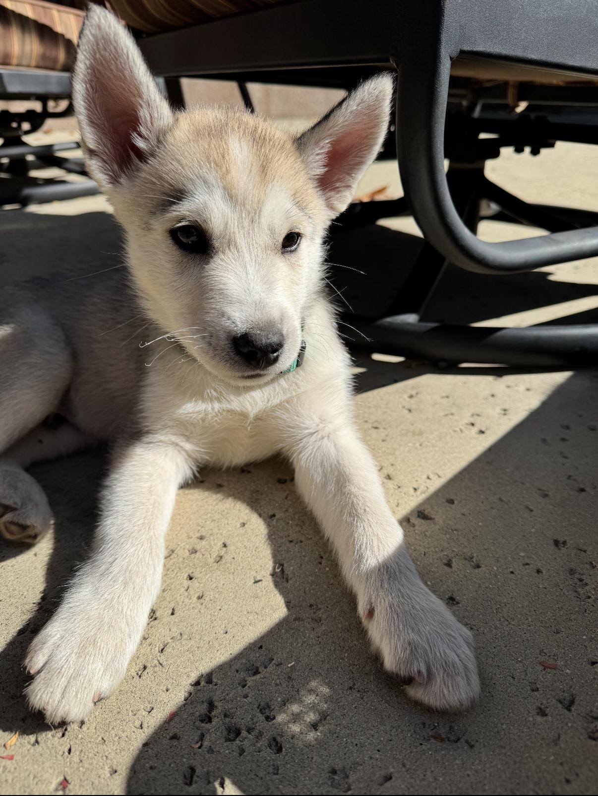 Enlarge Kodi, an adopted mixed breed in Tarzana, CA image 3/6