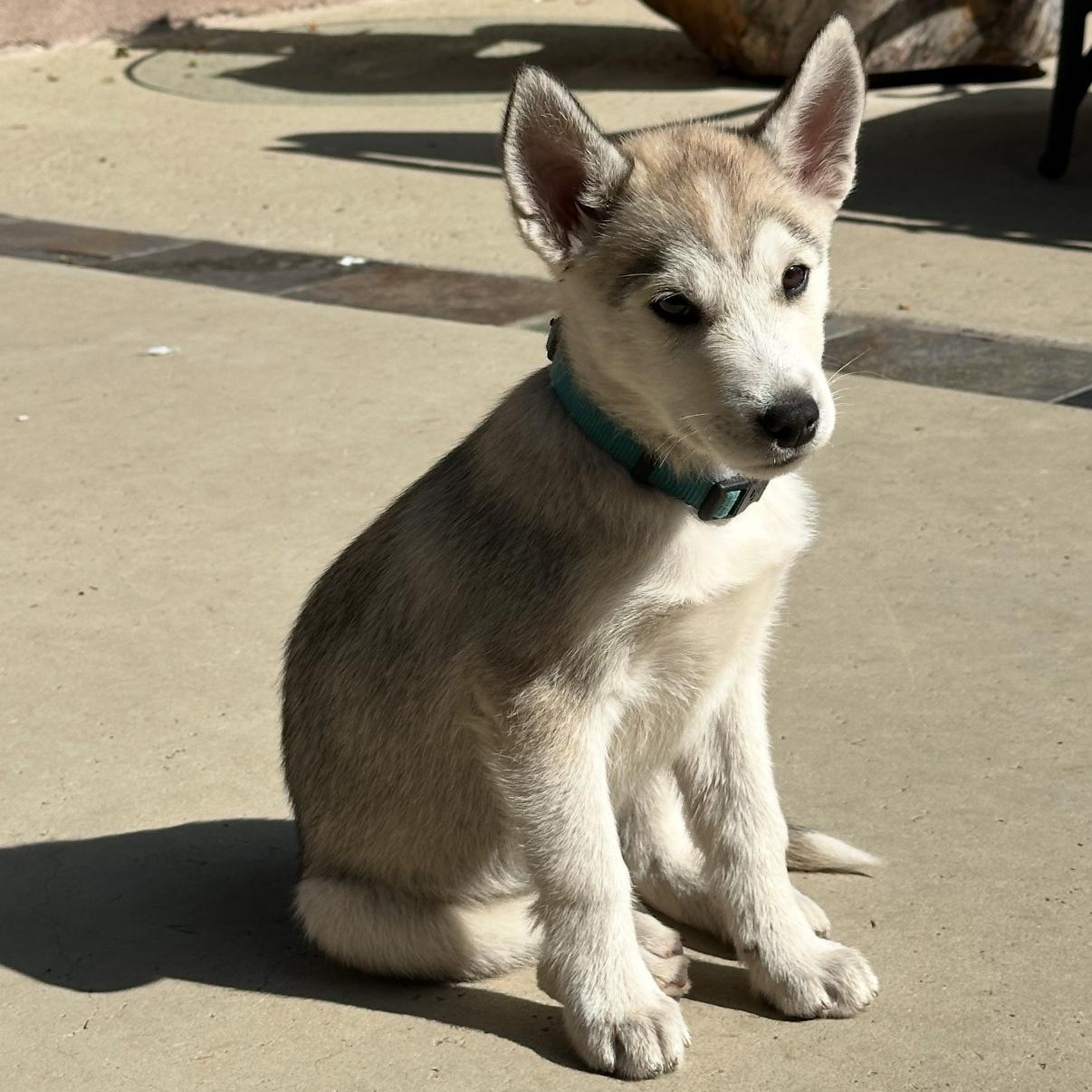 Enlarge Kodi, an adopted mixed breed in Tarzana, CA image 1/6