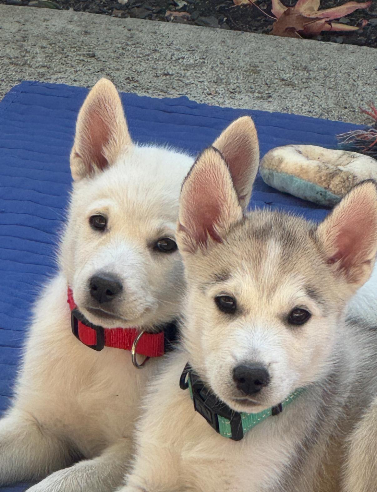 Enlarge Kodi, an adopted mixed breed in Tarzana, CA image 4/6