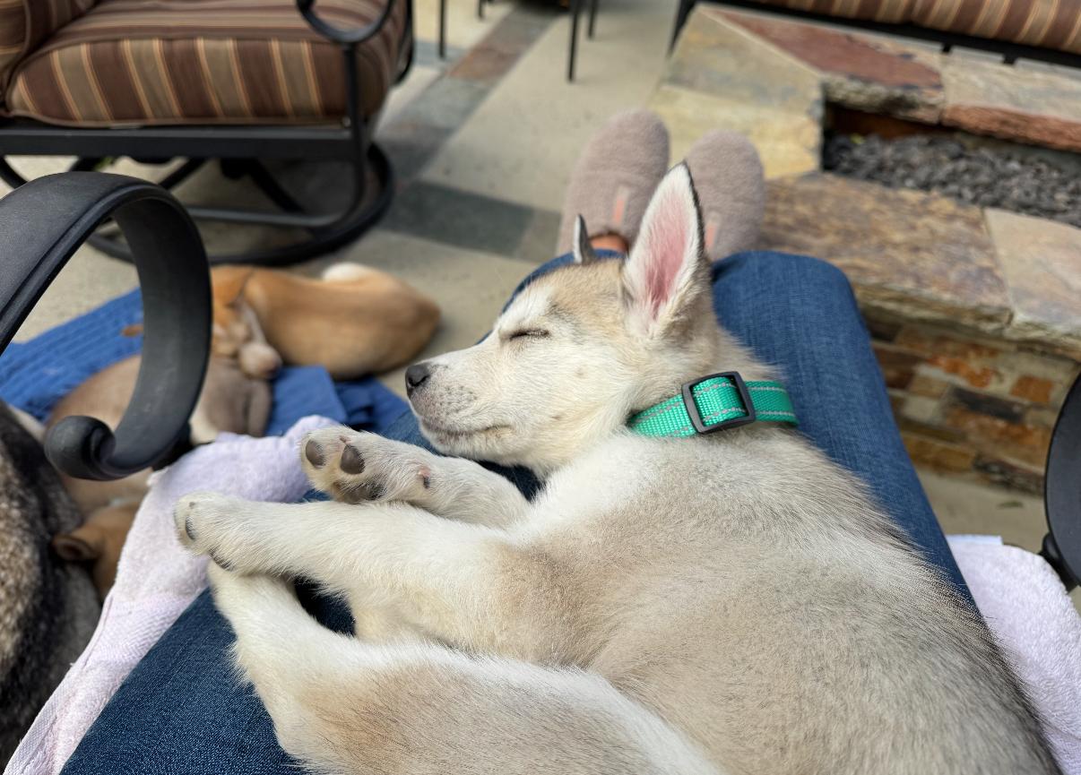 Enlarge Kodi, an adopted mixed breed in Tarzana, CA image 5/6