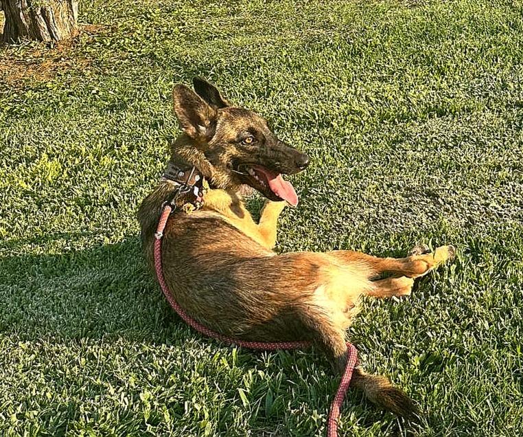 Enlarge Tessy, a Adoptable mixed breed in San Diego, CA image 2/5