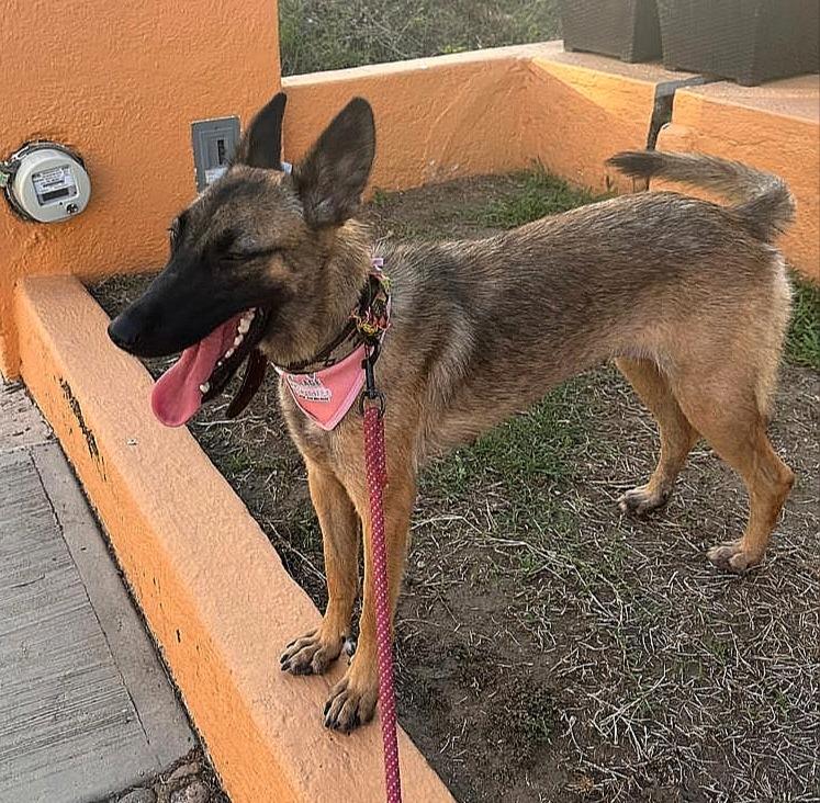 Enlarge Tessy, a Adoptable mixed breed in San Diego, CA image 3/5