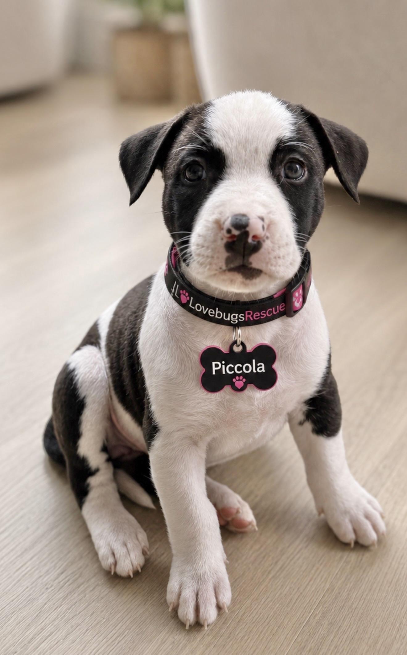 Piccolo, ADOPTABLE, Puppy Female American Staffordshire Terrier & Staffordshire Bull Terrier.