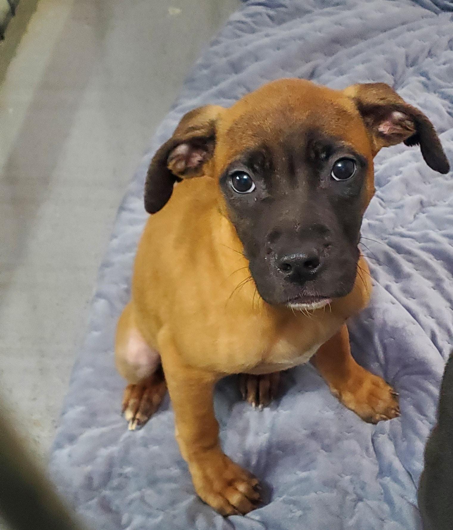 Kyla, ADOPTABLE, Young Female Boxer.