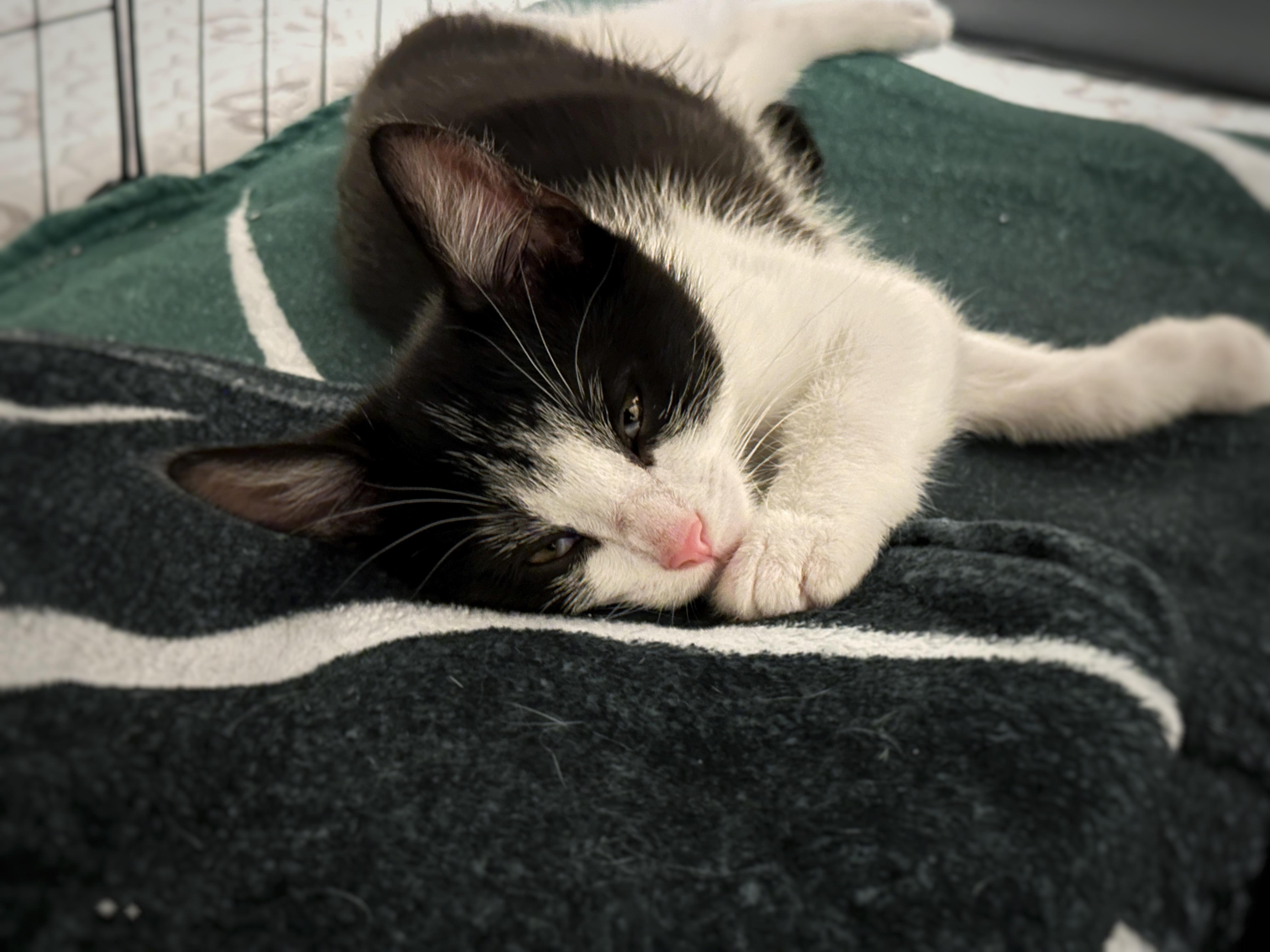 Enlarge Rocky, a Adoptable Domestic Short Hair in Portland, OR image 3/4
