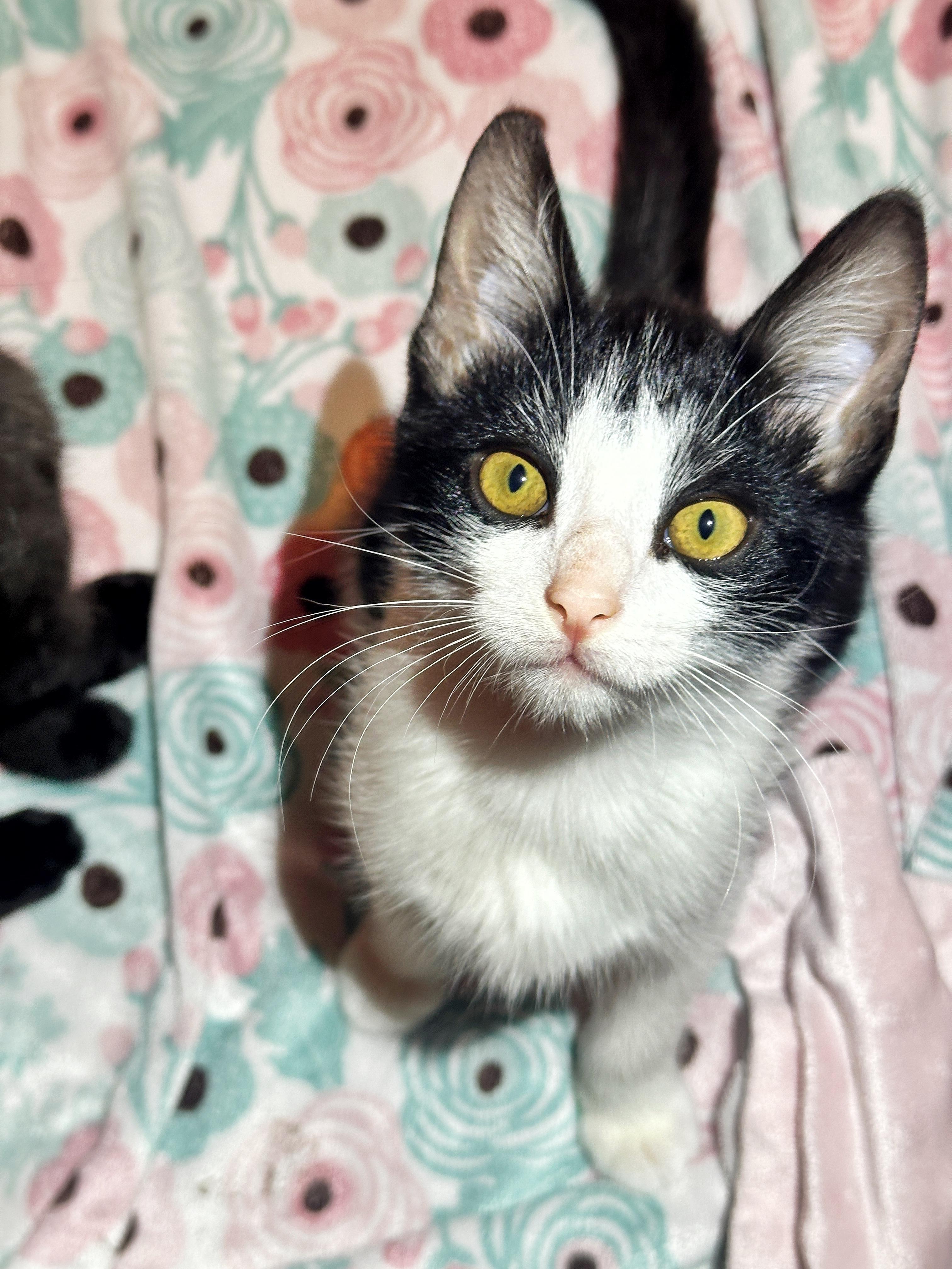 Enlarge Rocky, a Adoptable Domestic Short Hair in Portland, OR image 2/4