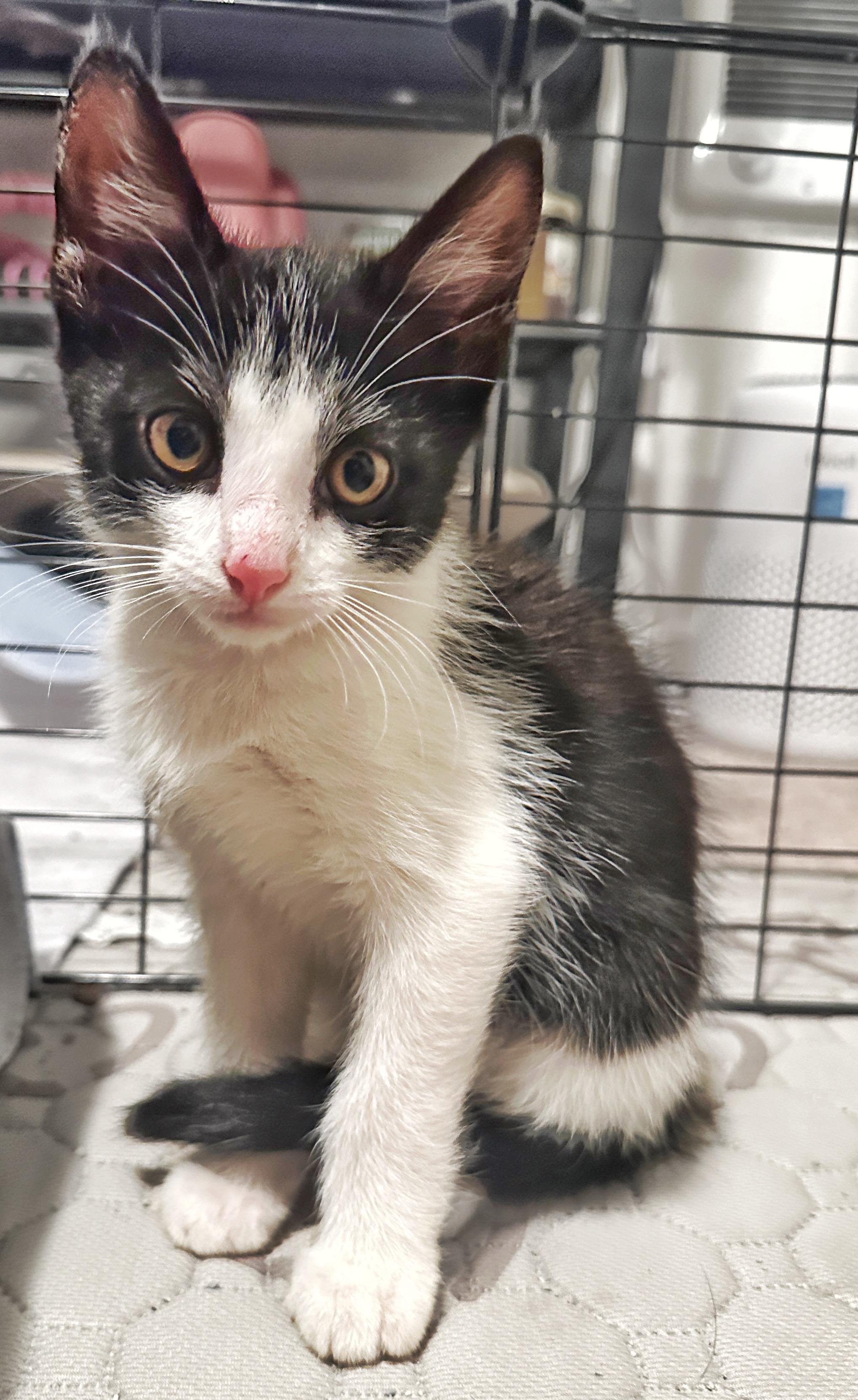 Enlarge Rocky, a Adoptable Domestic Short Hair in Portland, OR image 1/4