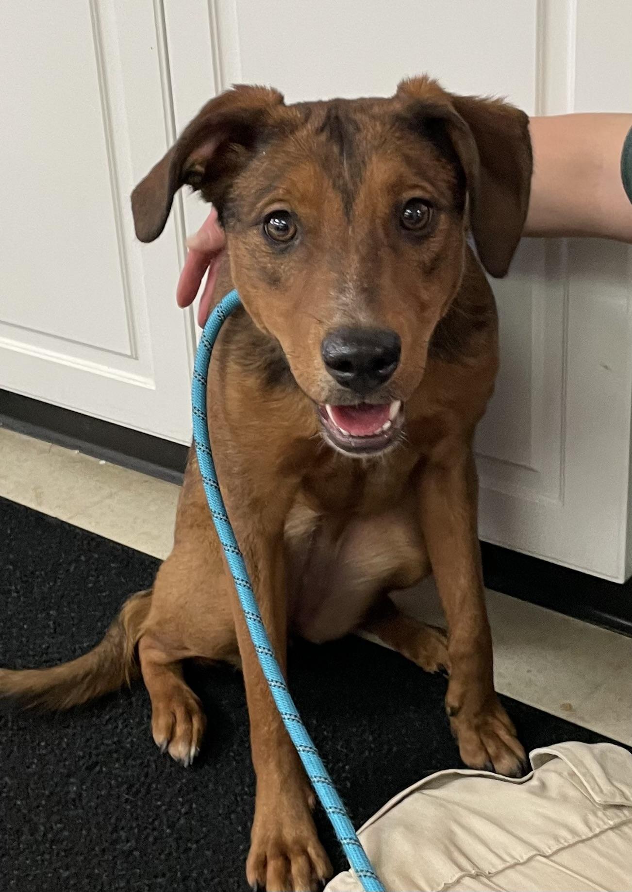 Kayla PULLED BY TRI C, an adoptable mixed breed in Canton, OH image 5/6