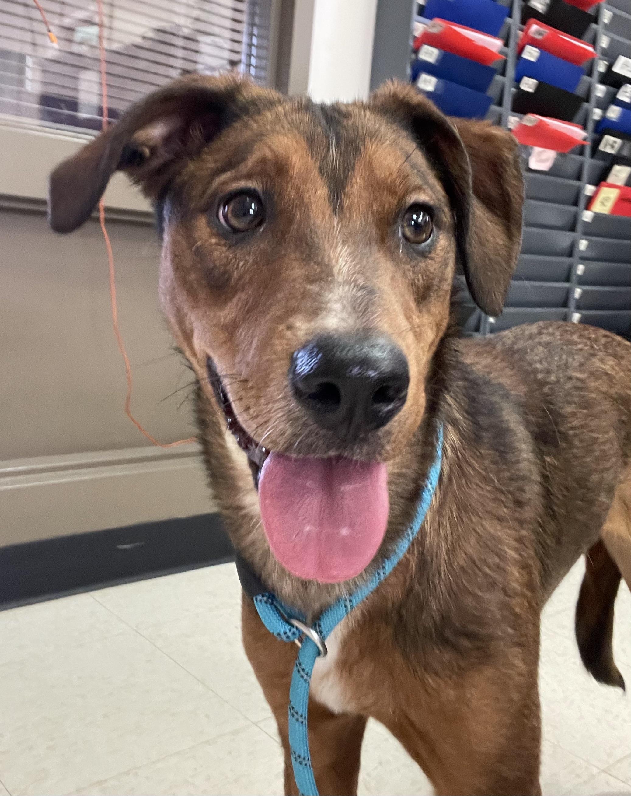 Kayla PULLED BY TRI C, an adoptable mixed breed in Canton, OH image 3/6