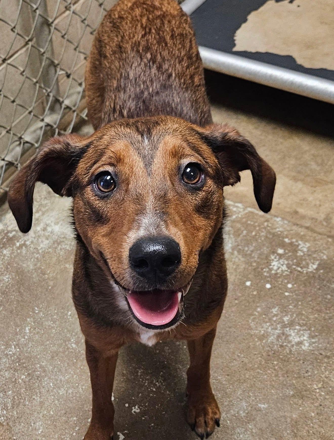 Kayla PULLED BY TRI C, an adoptable mixed breed in Canton, OH image 6/6