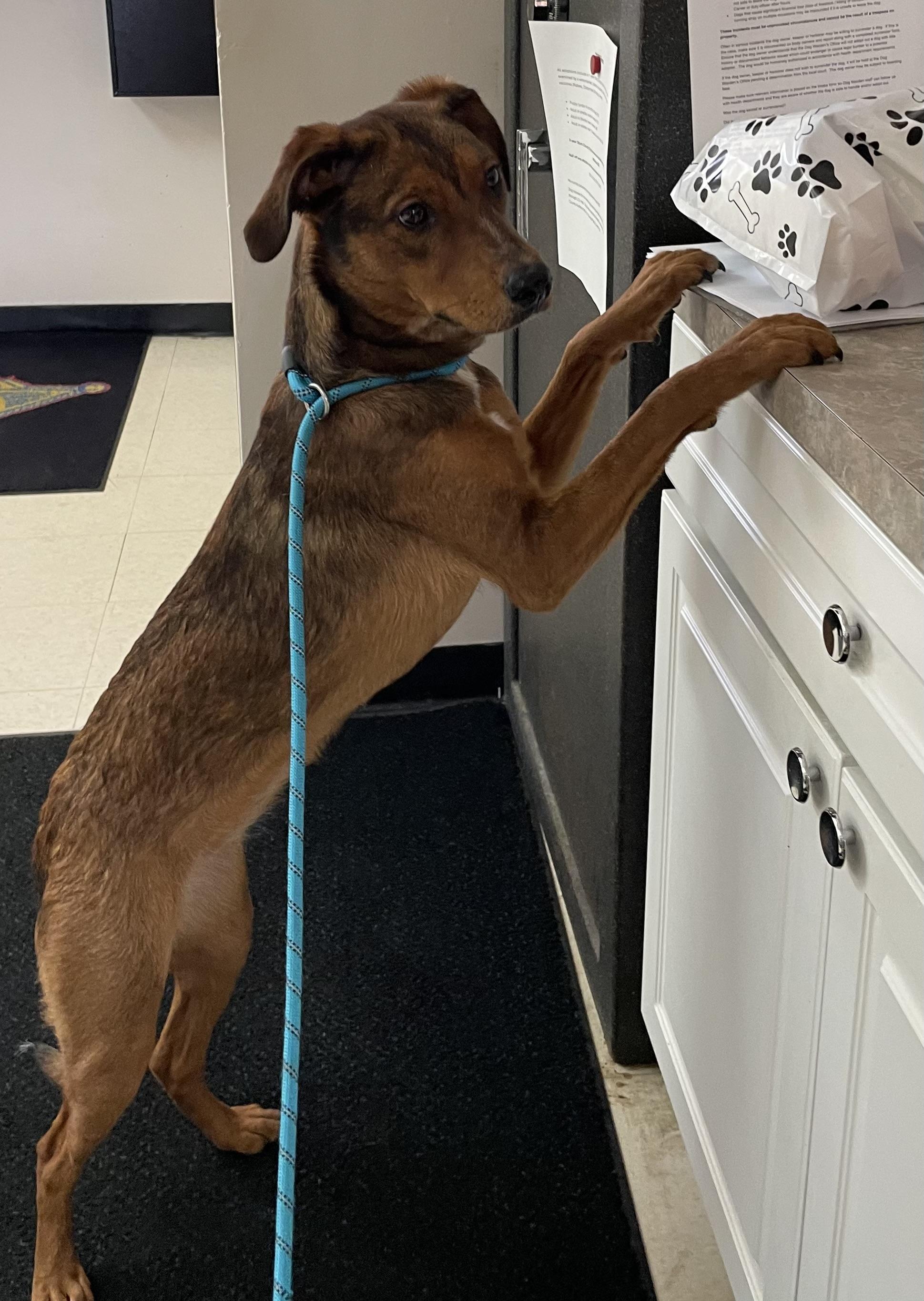 Kayla PULLED BY TRI C, an adoptable mixed breed in Canton, OH image 4/6