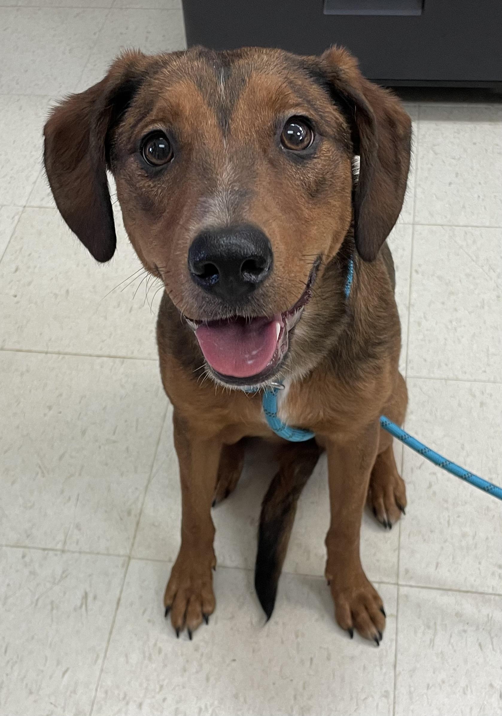 Kayla PULLED BY TRI C, an adoptable mixed breed in Canton, OH image 2/6