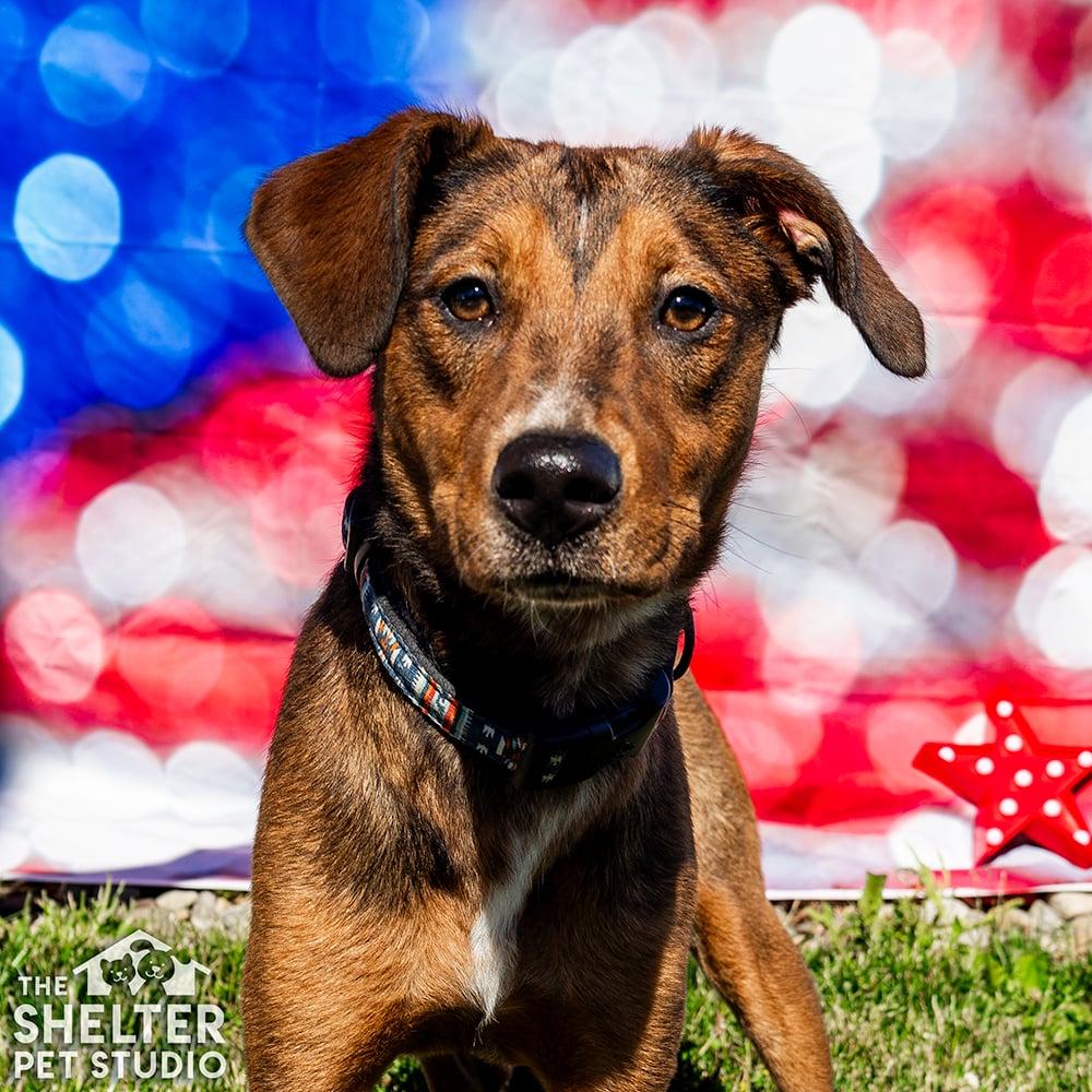 Kayla PULLED BY TRI C, adoptable, Adult Female Plott Hound & Rhodesian Ridgeback.