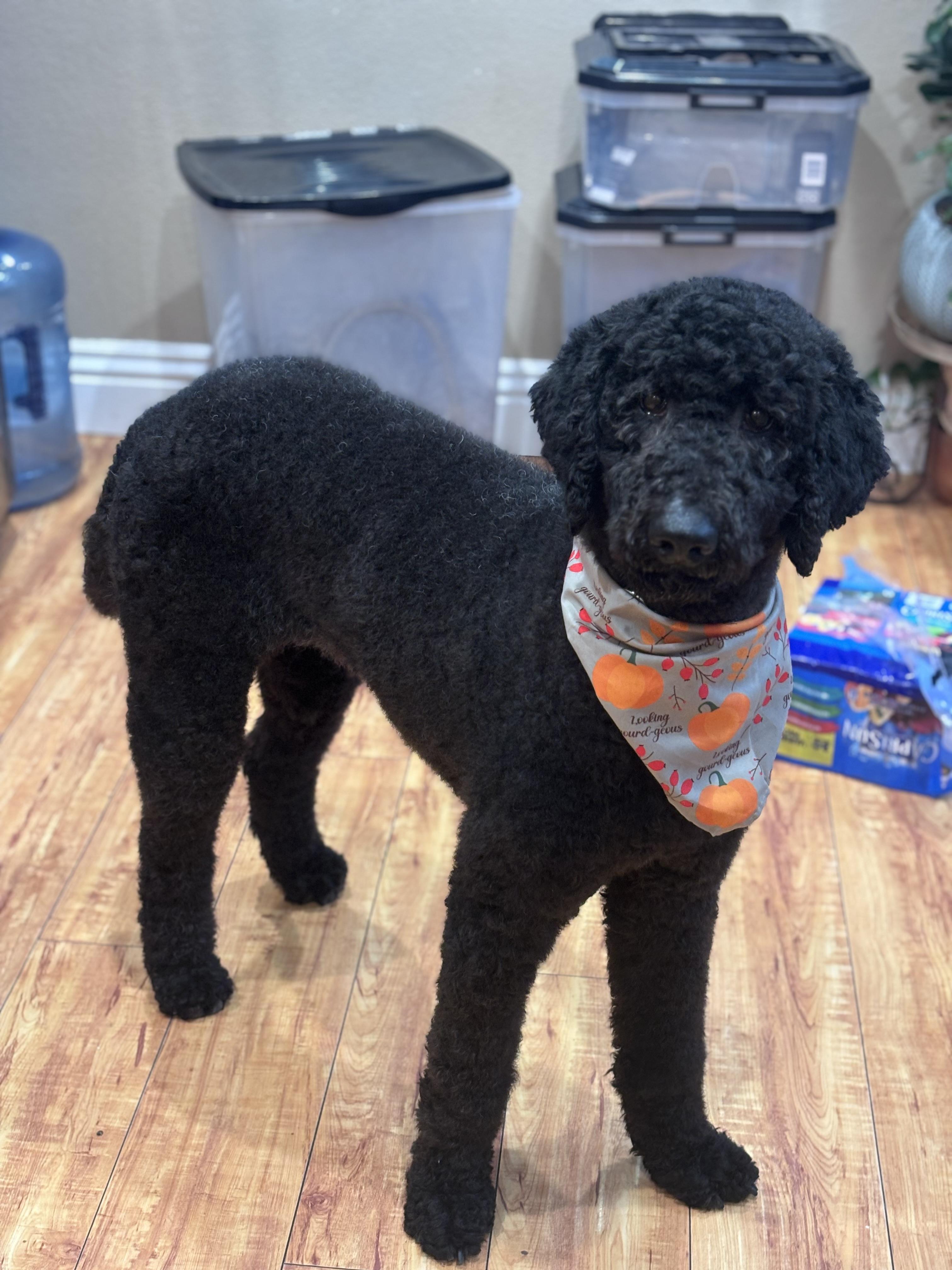 Enlarge Charlotte, a Adoptable Standard Poodle in Corona, CA image 1/3