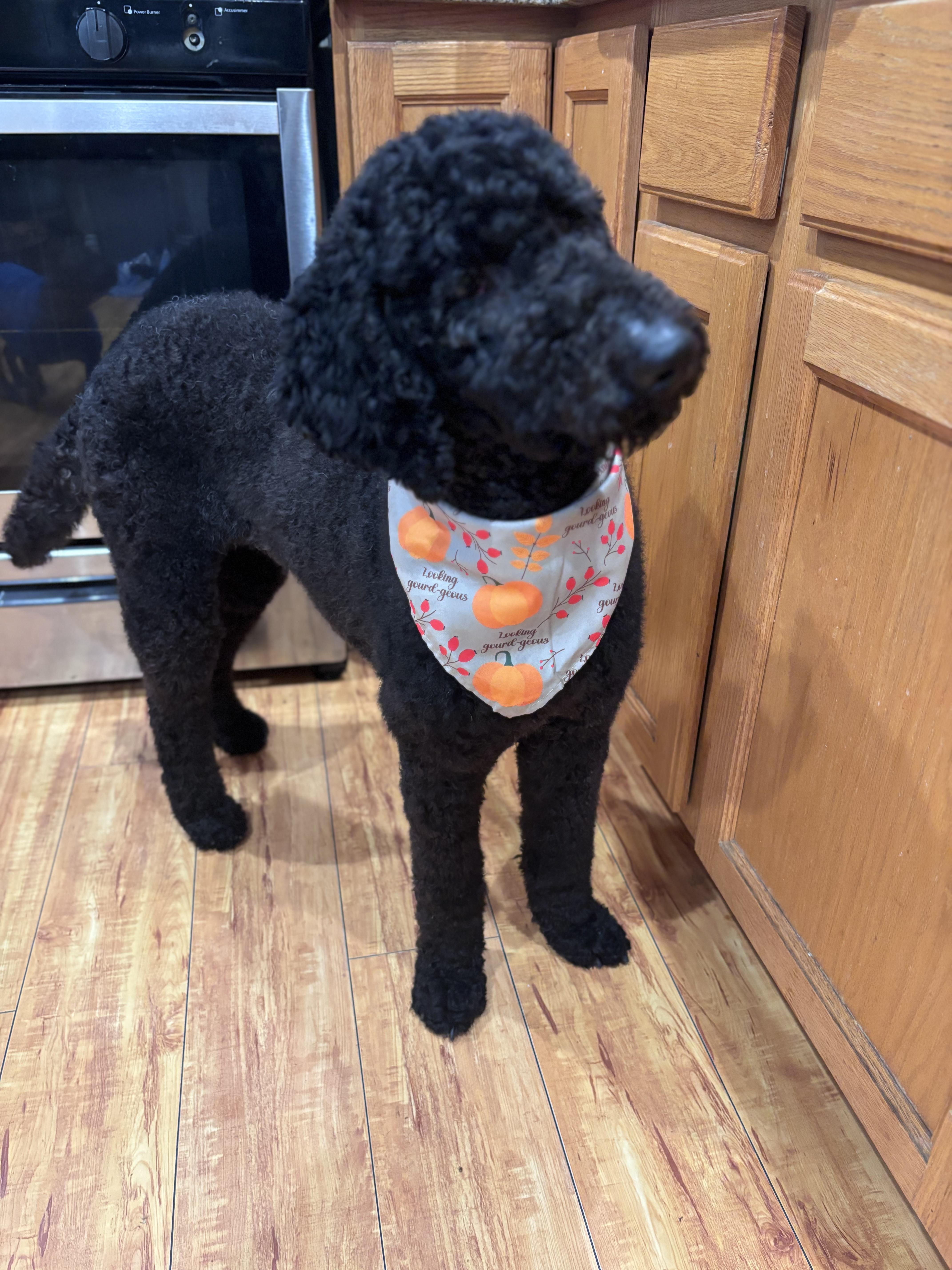 Enlarge Charlotte, a Adoptable Standard Poodle in Corona, CA image 2/3