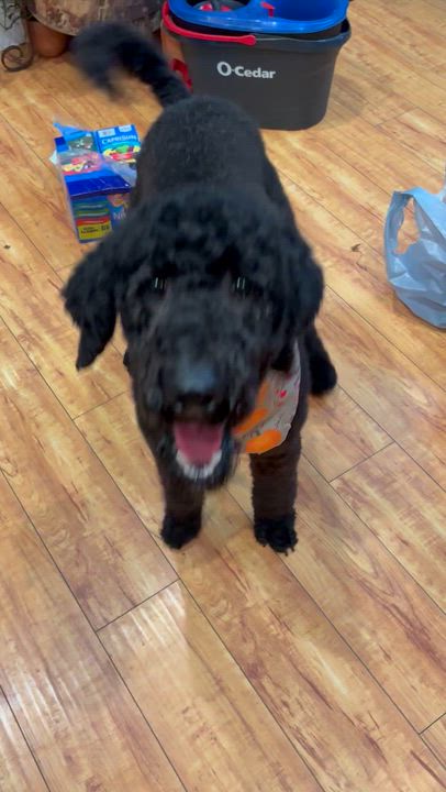 Enlarge Charlotte, a Adoptable Standard Poodle in Corona, CA video 3/3