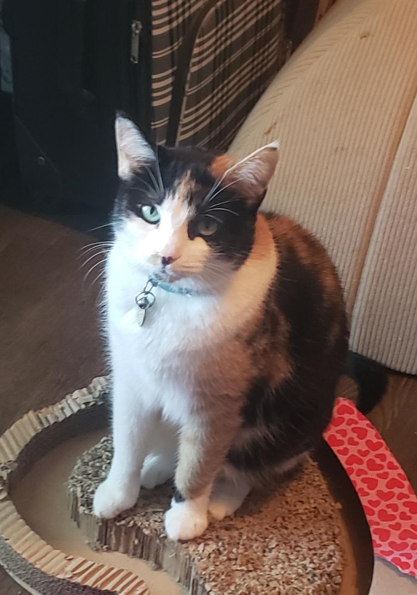 Savannah, adopted, Adult Female Domestic Short Hair.