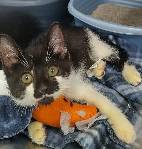 Jeeves, ADOPTABLE, Kitten Male Domestic Short Hair.
