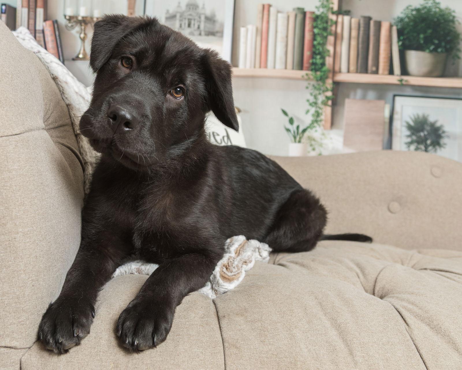 Bear, Adoptable, Puppy Male Shar-Pei & Labrador Retriever.