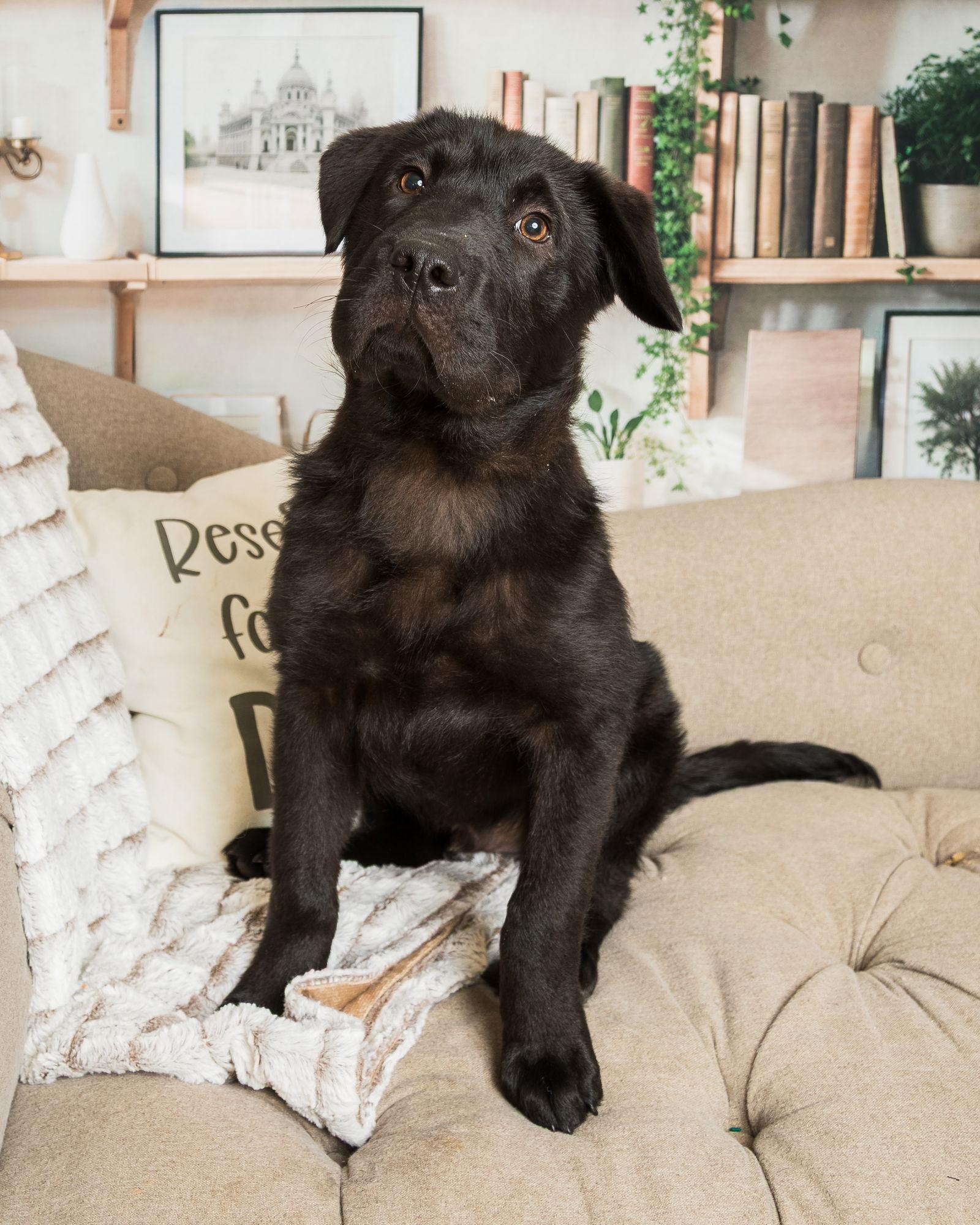Enlarge Bear, a Adoptable mixed breed in Fort Thomas, KY image 2/3