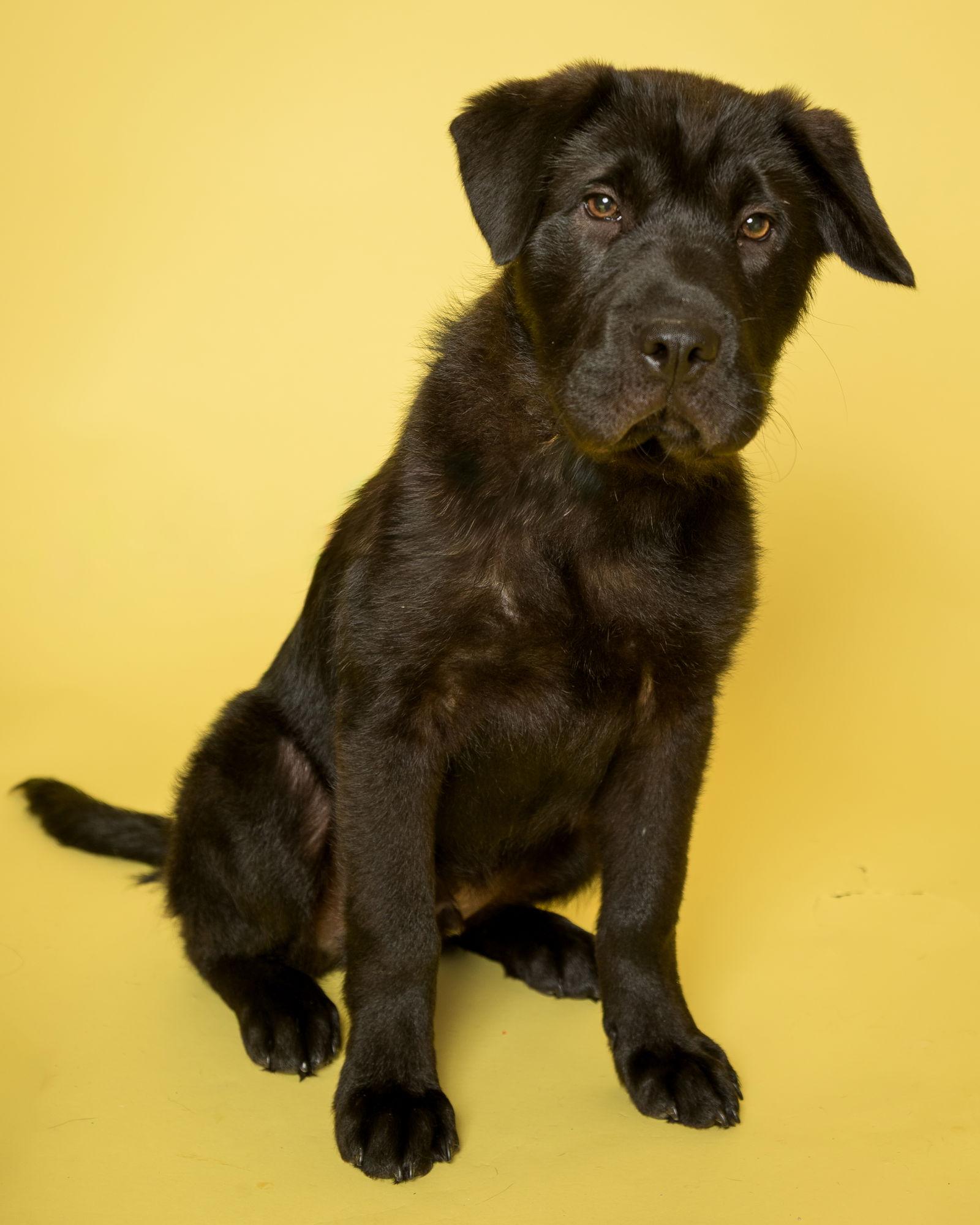 Enlarge Bear, a Adoptable mixed breed in Fort Thomas, KY image 3/3