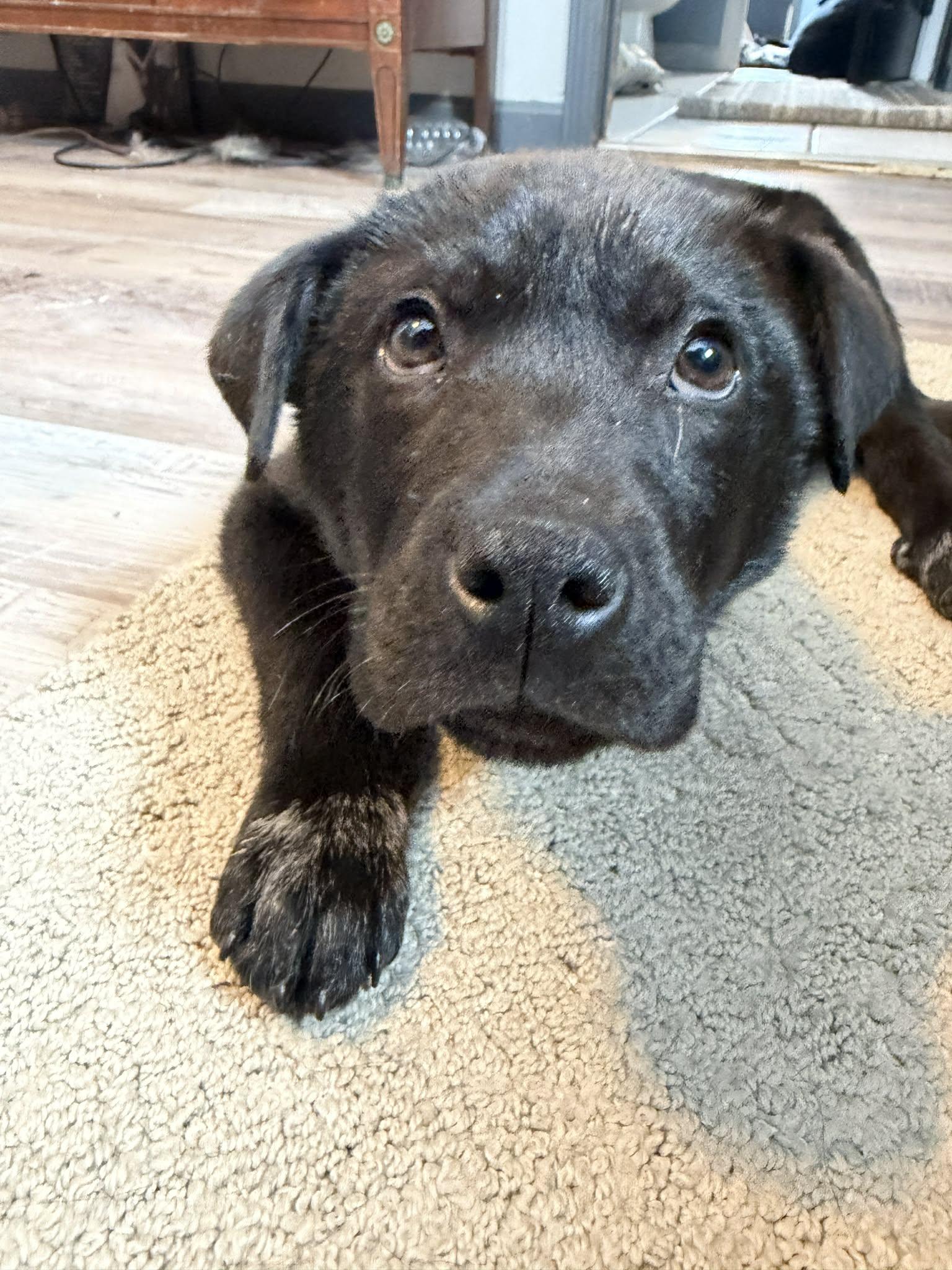 Enlarge Bear, a Adoptable mixed breed in Fort Thomas, KY image 3/3