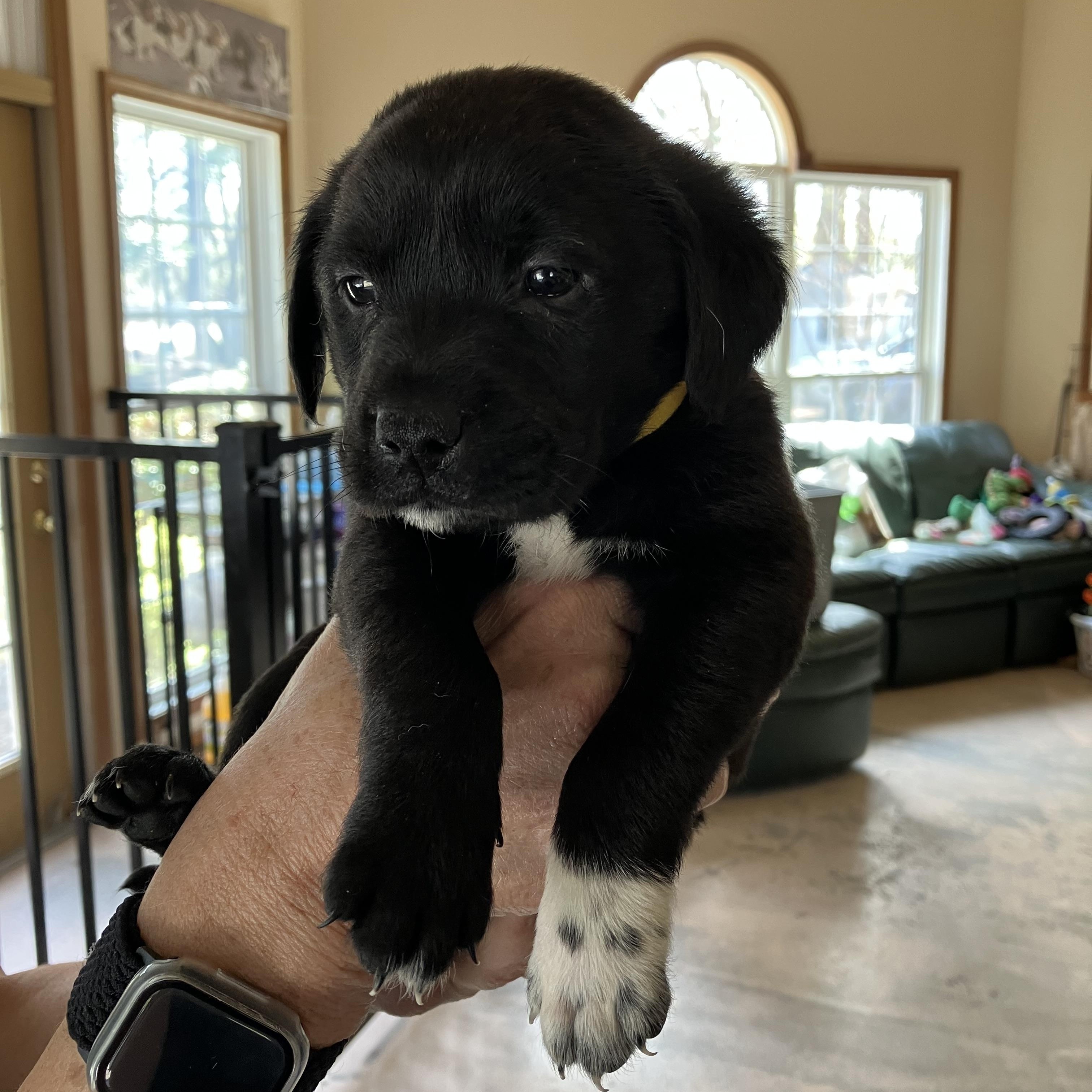 Enlarge Michael Jackson, an adopted mixed breed in Heathsville, VA image 1/2