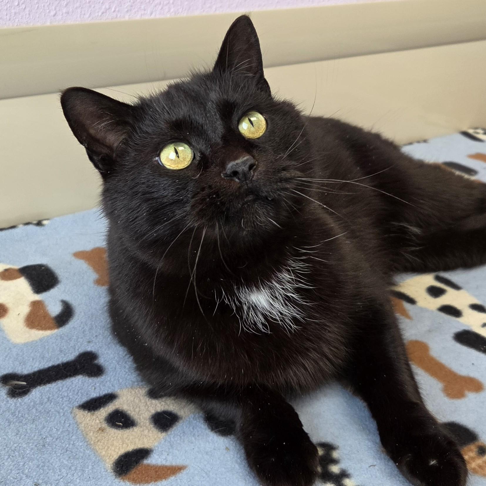 Enlarge Battleship, a ADOPTABLE Domestic Short Hair in Marshfield, WI image 4/6