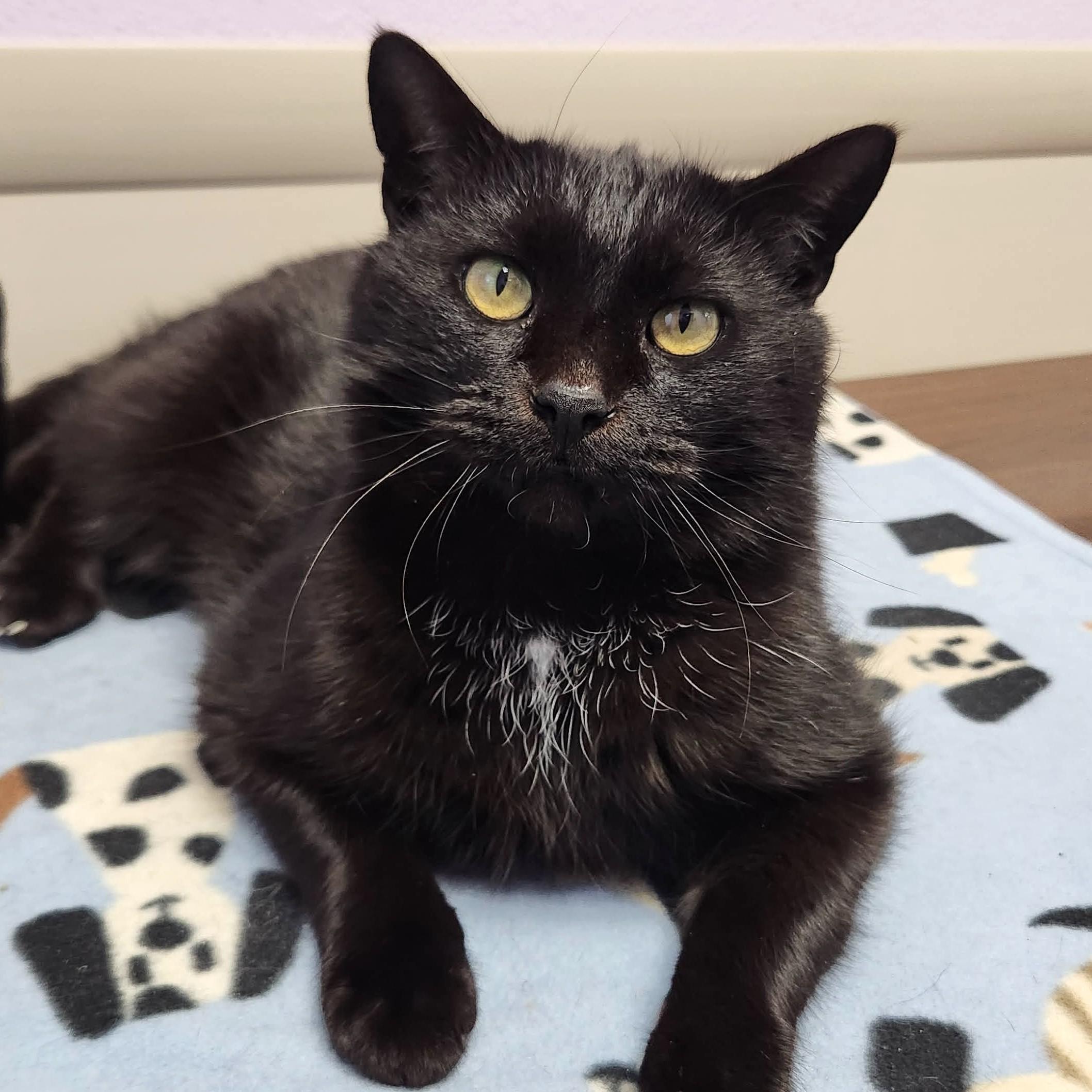 Battleship, ADOPTABLE, Adult Male Domestic Short Hair.