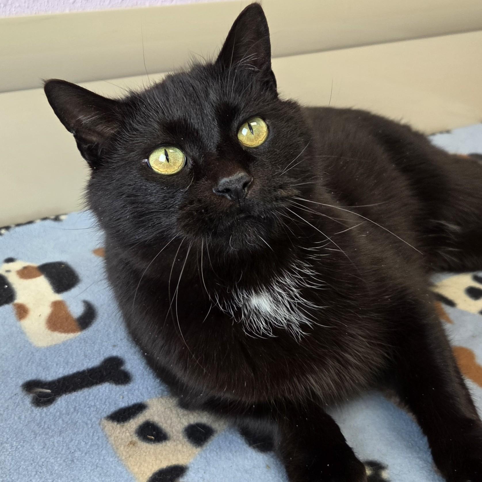 Enlarge Battleship, a ADOPTABLE Domestic Short Hair in Marshfield, WI image 2/6