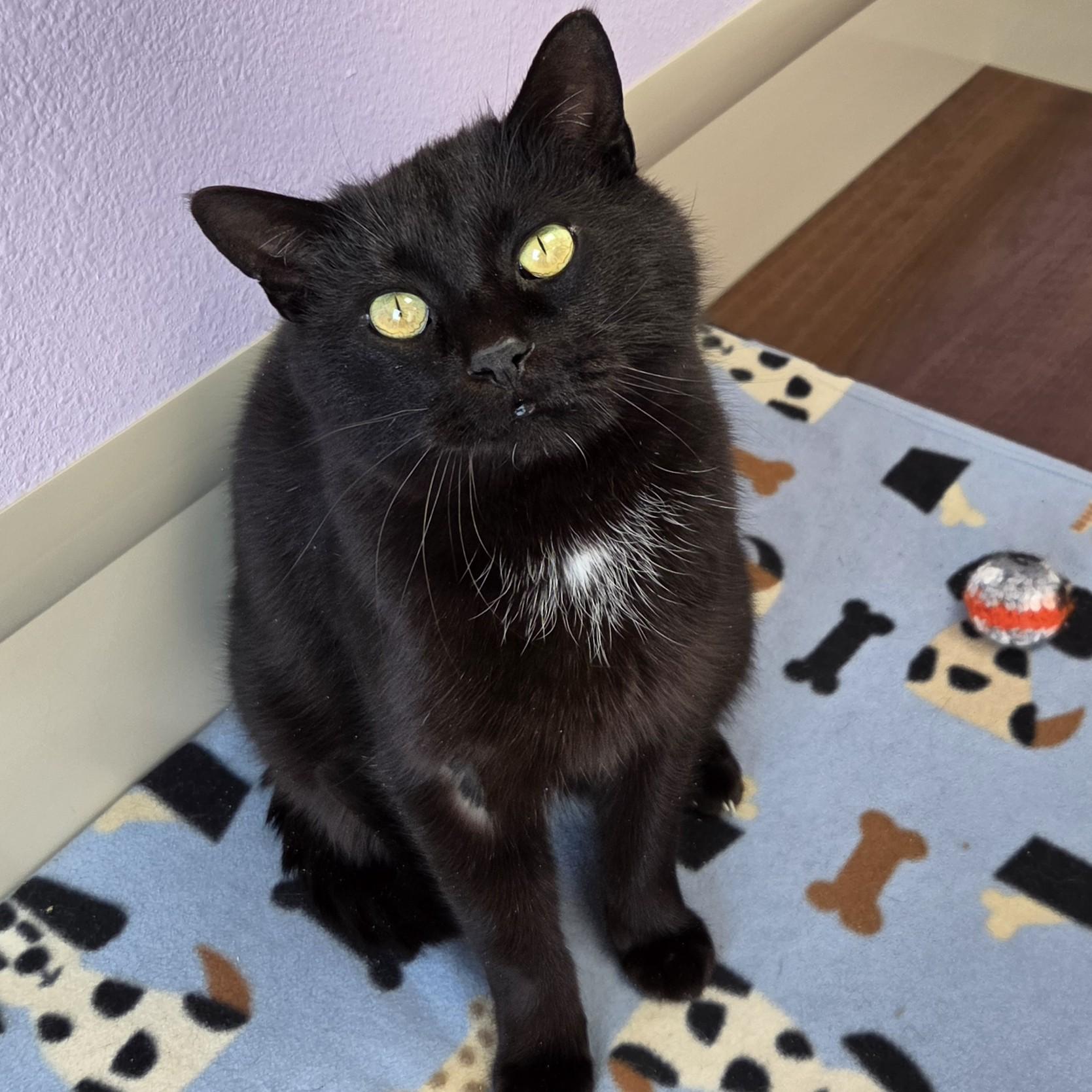 Enlarge Battleship, a ADOPTABLE Domestic Short Hair in Marshfield, WI image 3/6