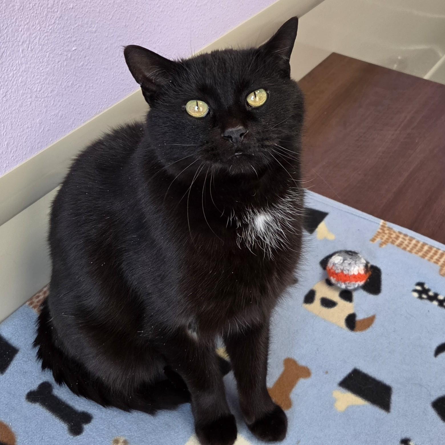 Enlarge Battleship, a ADOPTABLE Domestic Short Hair in Marshfield, WI image 5/6