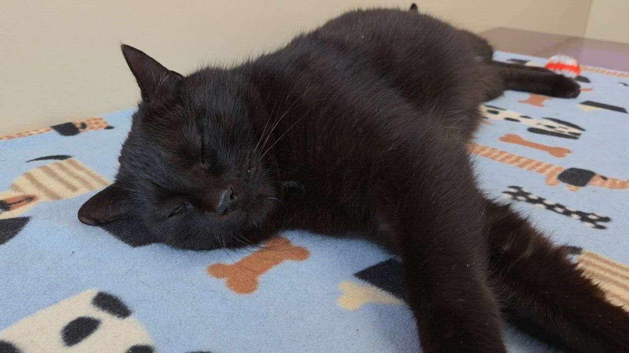 Enlarge Battleship, a ADOPTABLE Domestic Short Hair in Marshfield, WI video 6/6