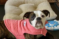 Enlarge Ursula, a ADOPTABLE English Bulldog in Parma Heights, OH image 1/1